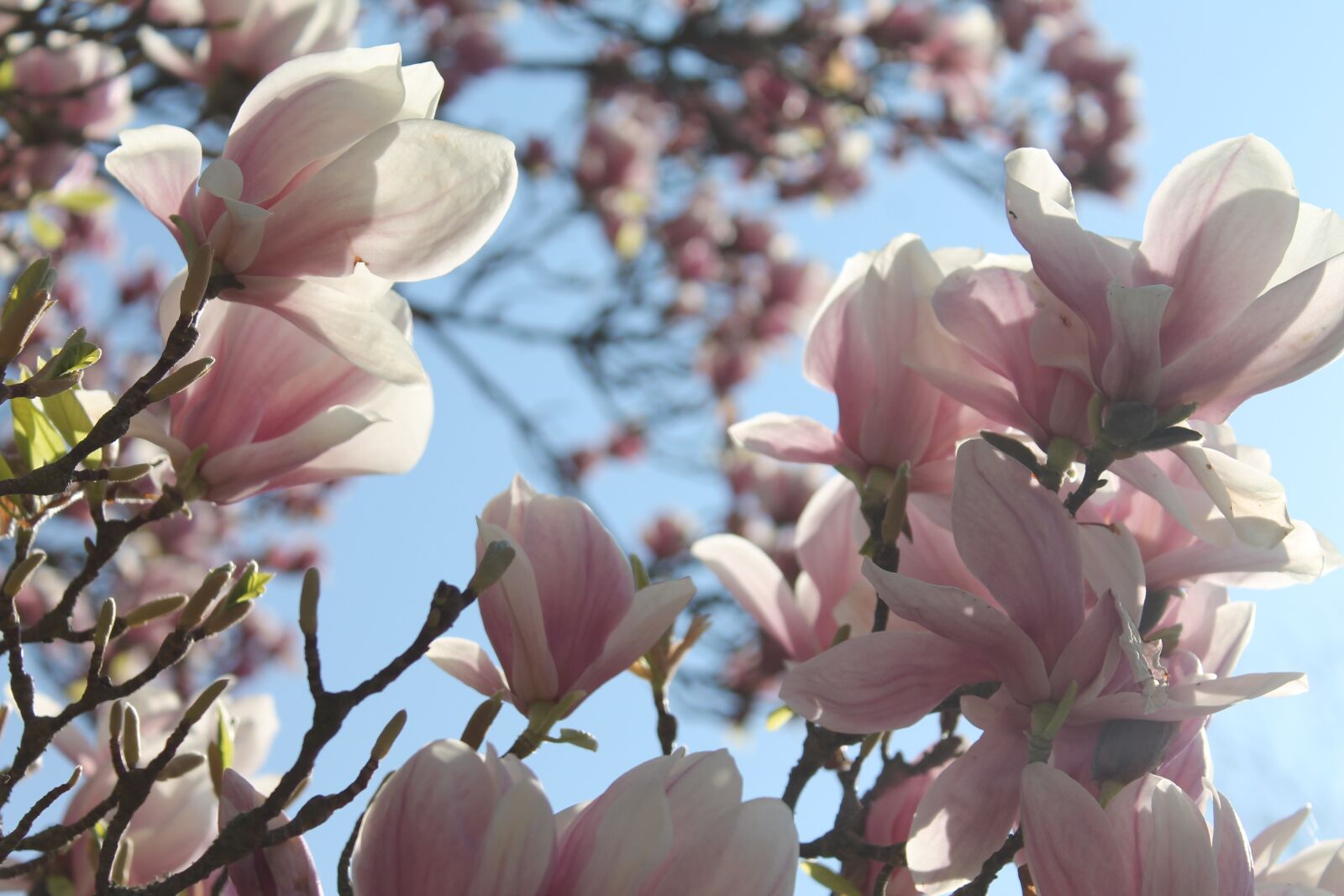 Canon EOS 1100D (EOS Rebel T3 / EOS Kiss X50) sample photo. Magnolia, flowers, pink photography