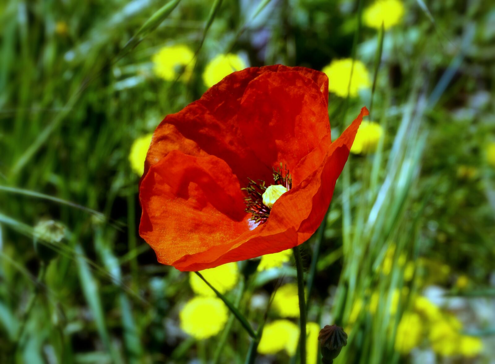 Sony a6000 sample photo. Poppy, flower, poppy flower photography