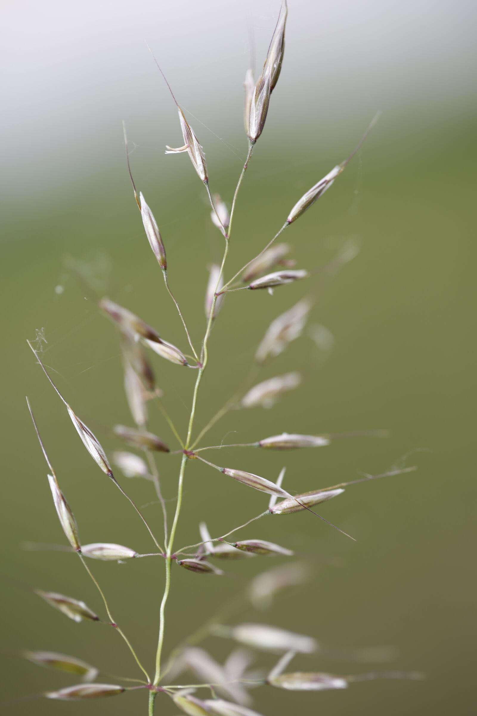 Canon EF 100mm F2.8L Macro IS USM sample photo. Grass, halm, meadow photography