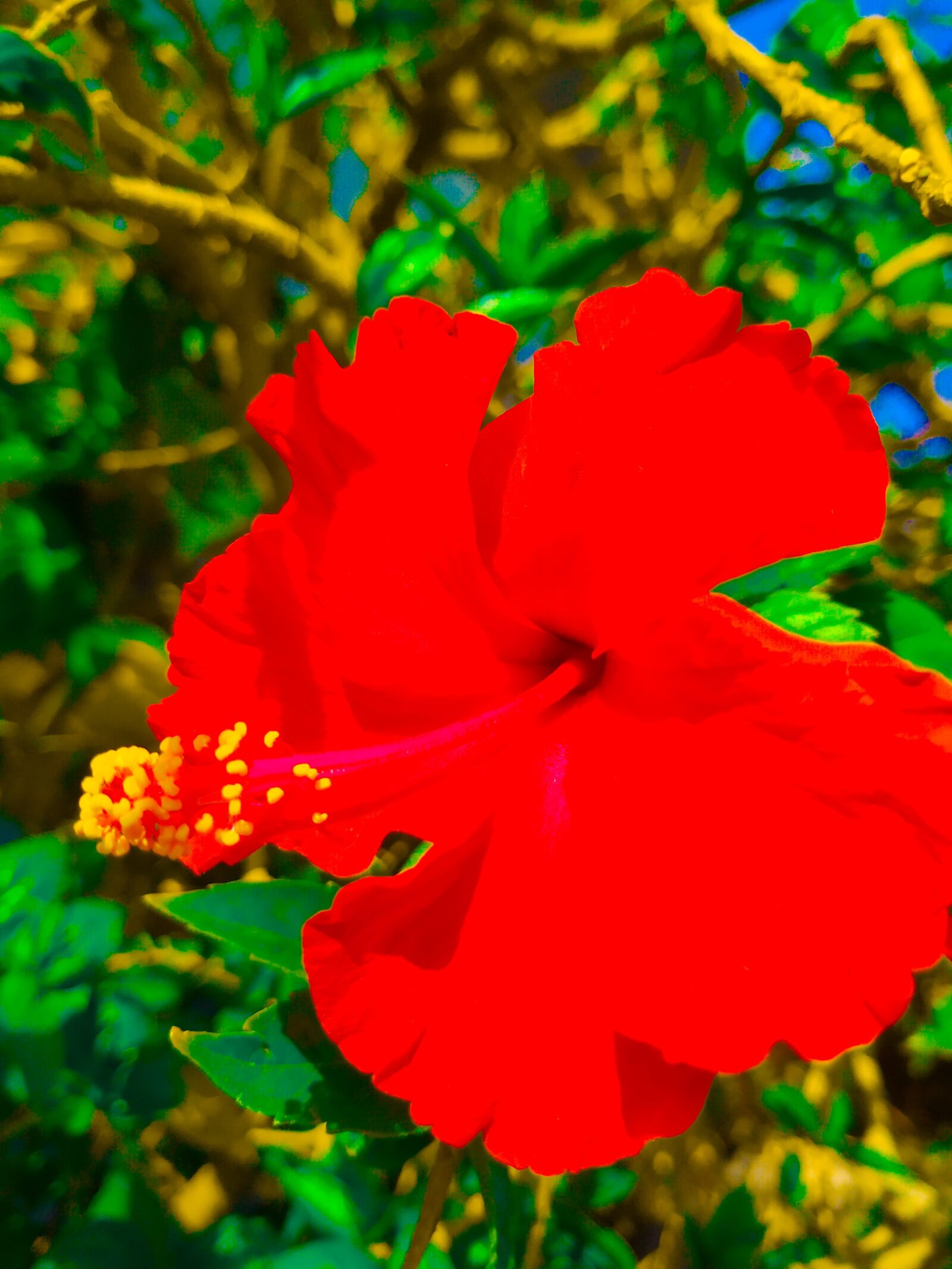 Xiaomi Mi A2 sample photo. Red flowers, green, grass photography