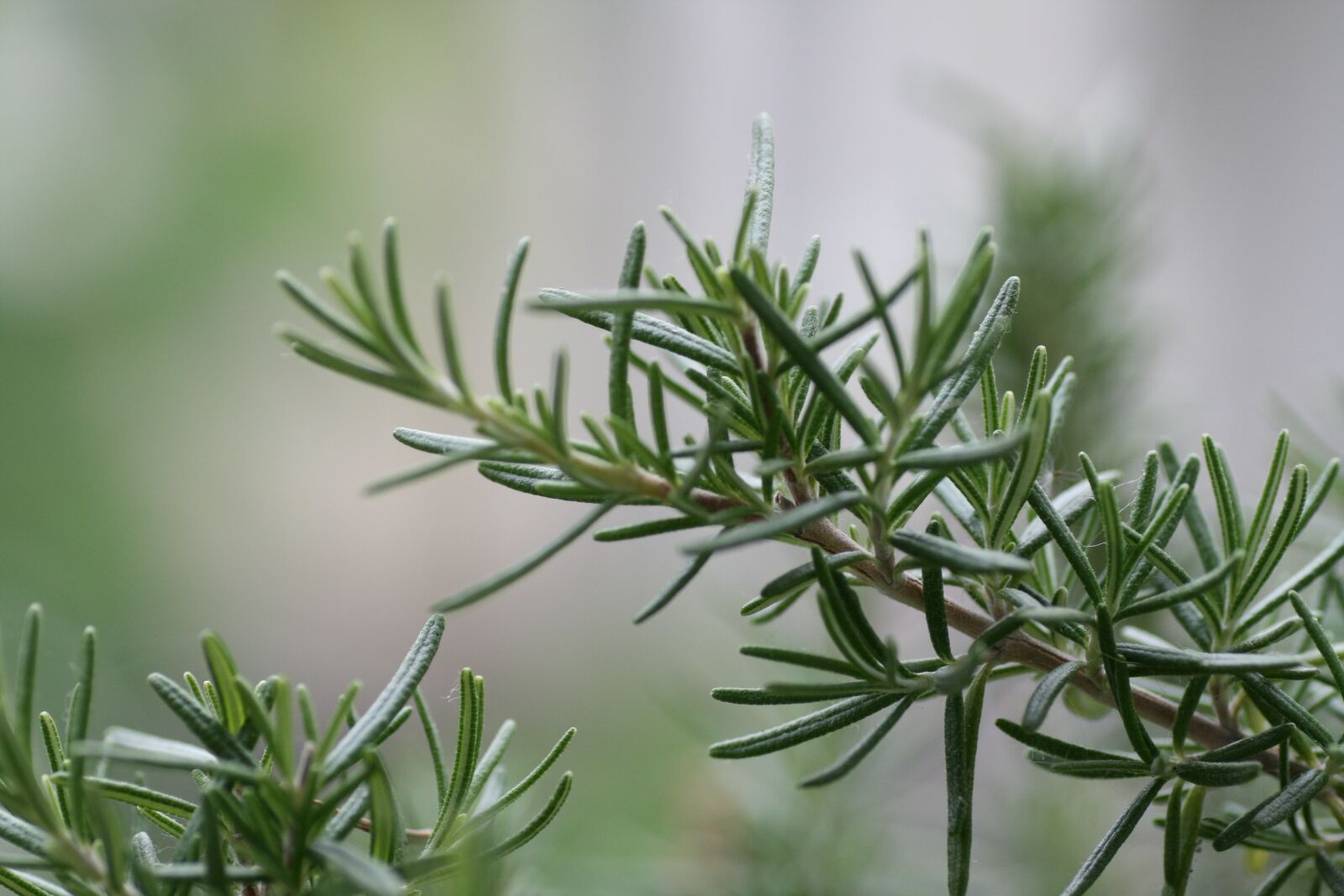 Canon EOS 400D (EOS Digital Rebel XTi / EOS Kiss Digital X) sample photo. Rosemary, background, herbs photography