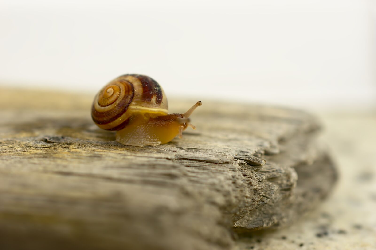 Nikon D3200 sample photo. Snail, garden b nderschnecke photography