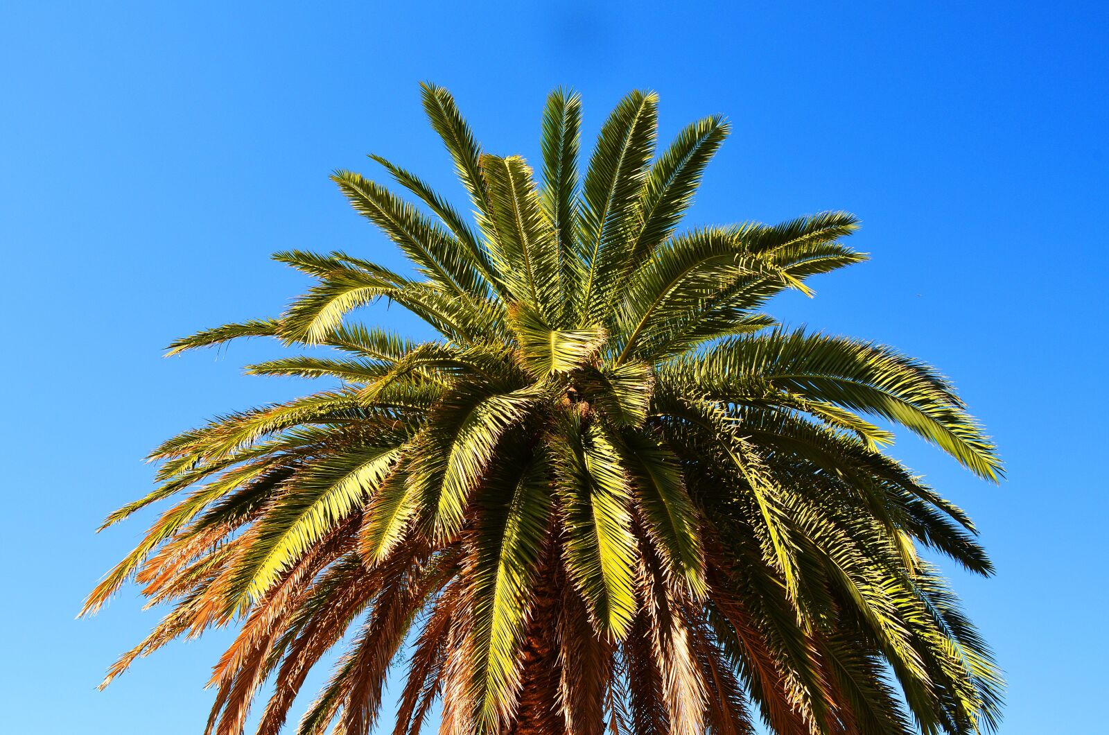 Nikon D5100 sample photo. Palma, summer, abkhazia photography