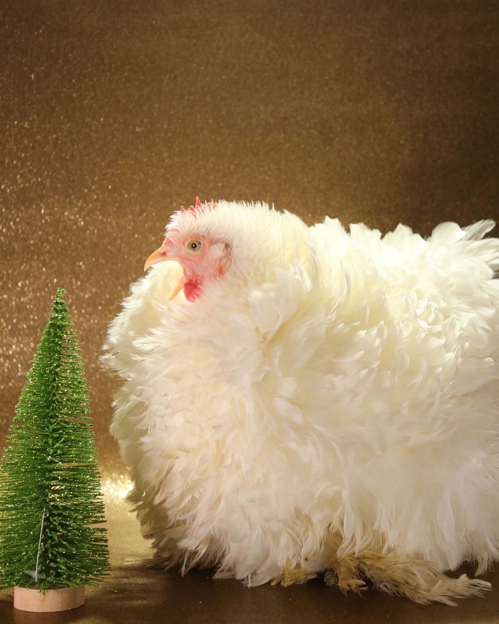 Canon EF-S 18-55mm F3.5-5.6 IS sample photo. Chicken, hen, christmas photography