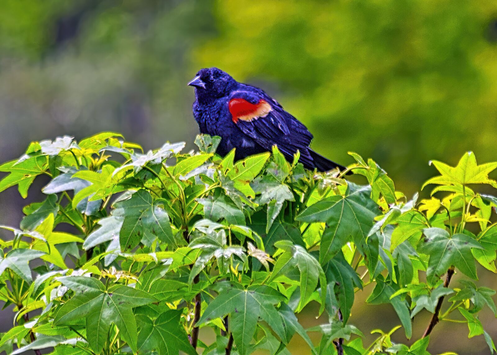 Nikon D3300 sample photo. Blackbird, nature, red-winged photography