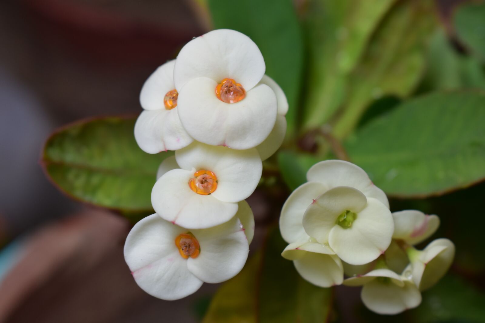 Nikon D3400 sample photo. Flower, euphorbia, blossom photography