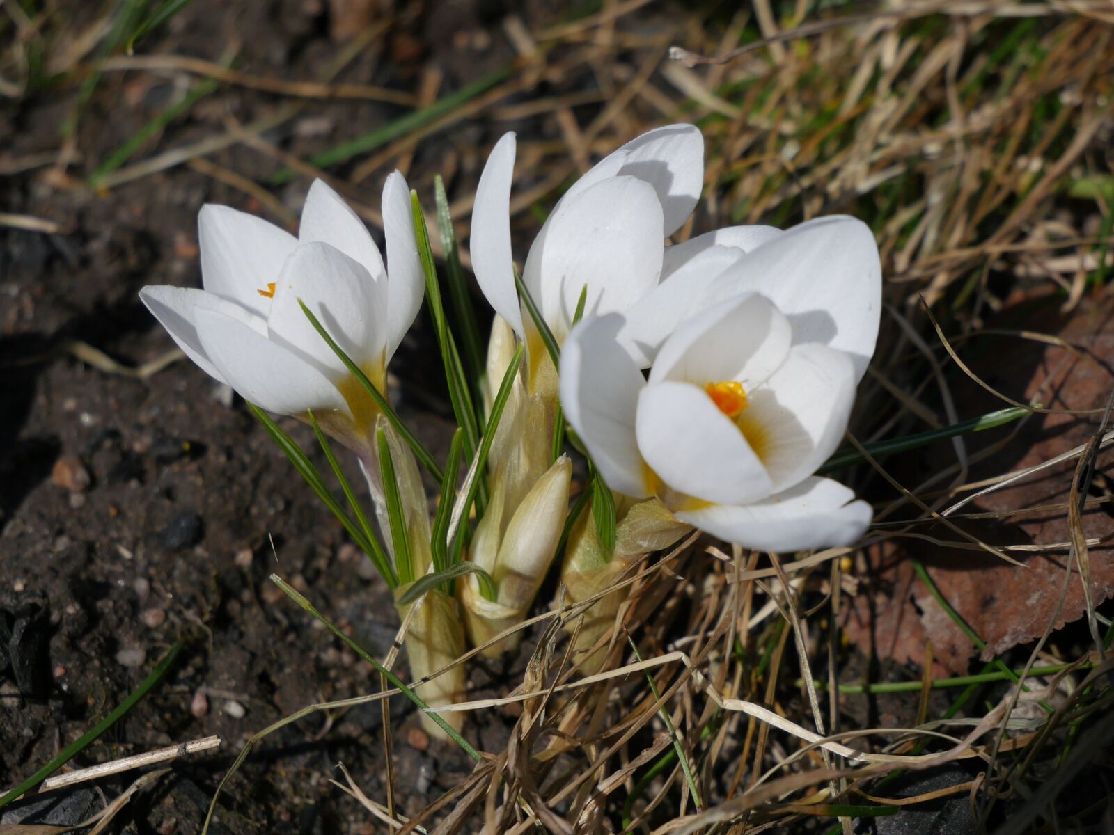 Panasonic Lumix DMC-GH4 sample photo. Live, natural, nature photography