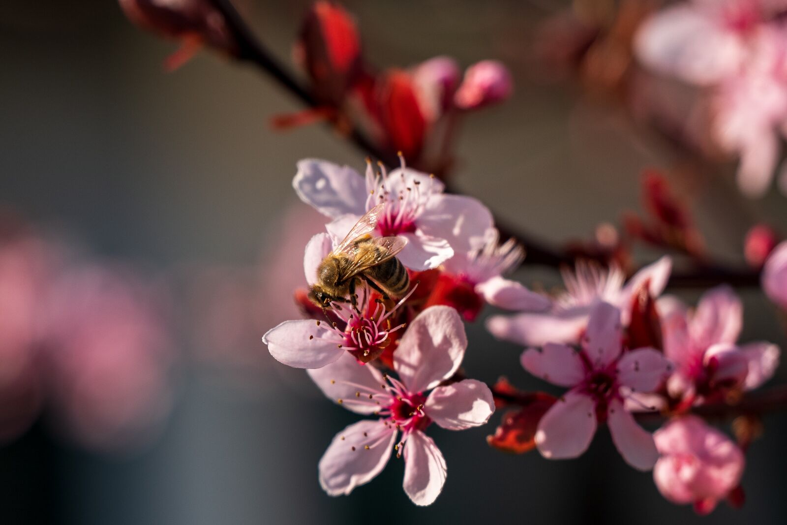 Leica Vario-Elmarit-SL 24-90mm F2.8-4 ASPH sample photo. Bee, honey bee, honey photography