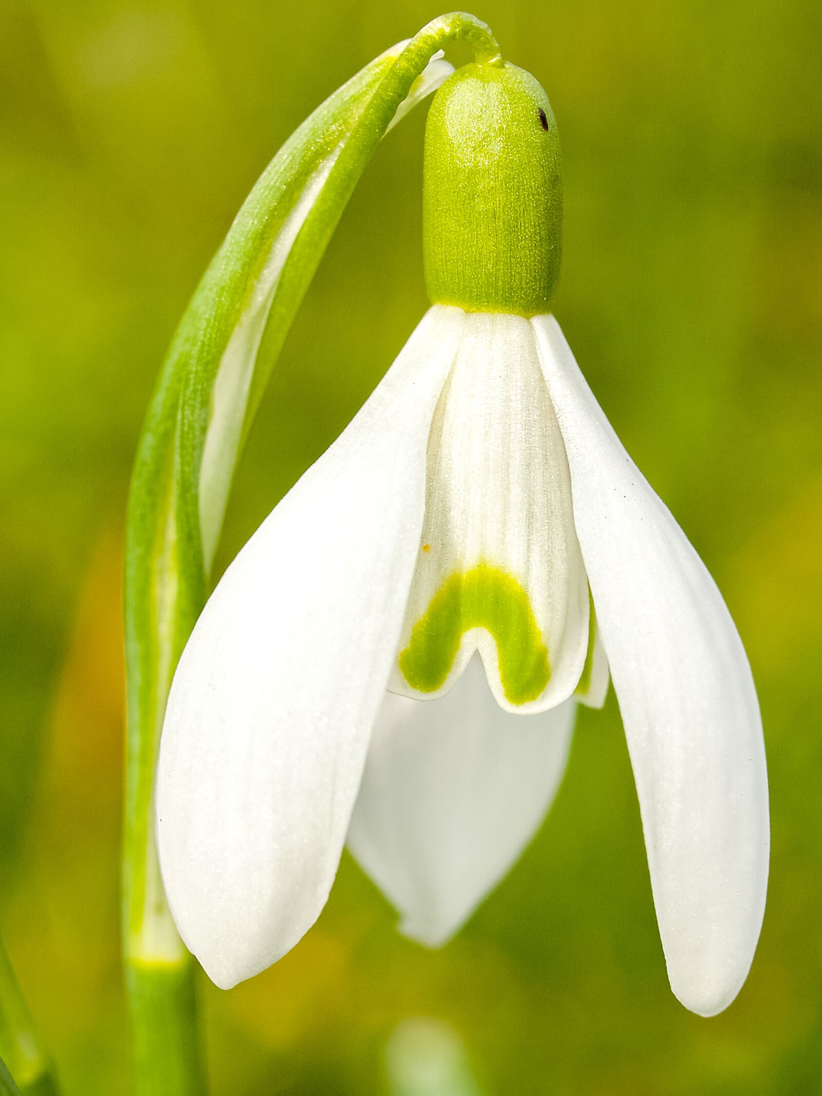 Olympus E-3 sample photo. Snowdrop, flower, blossom photography