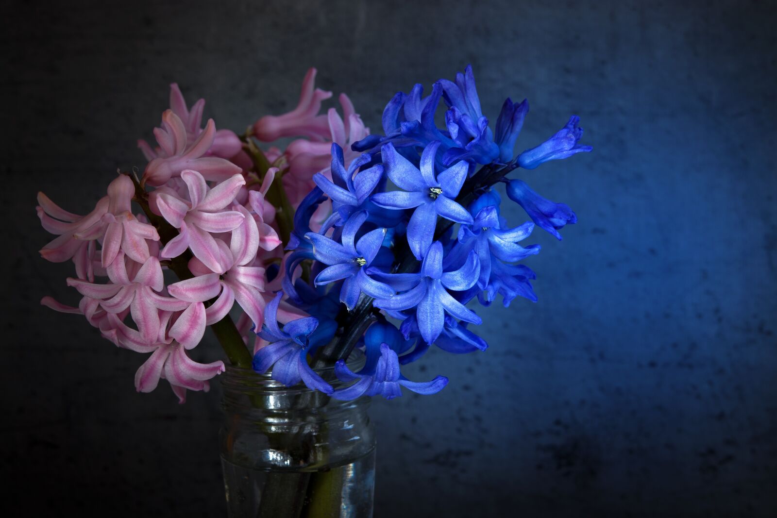 Nikon D7100 sample photo. Hyacinth, flowers, blue photography