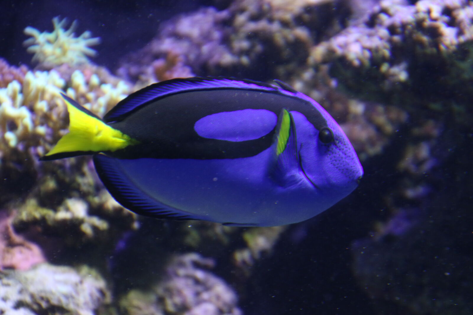 Canon EOS 7D Mark II sample photo. Animal, aquarium, black, blue photography