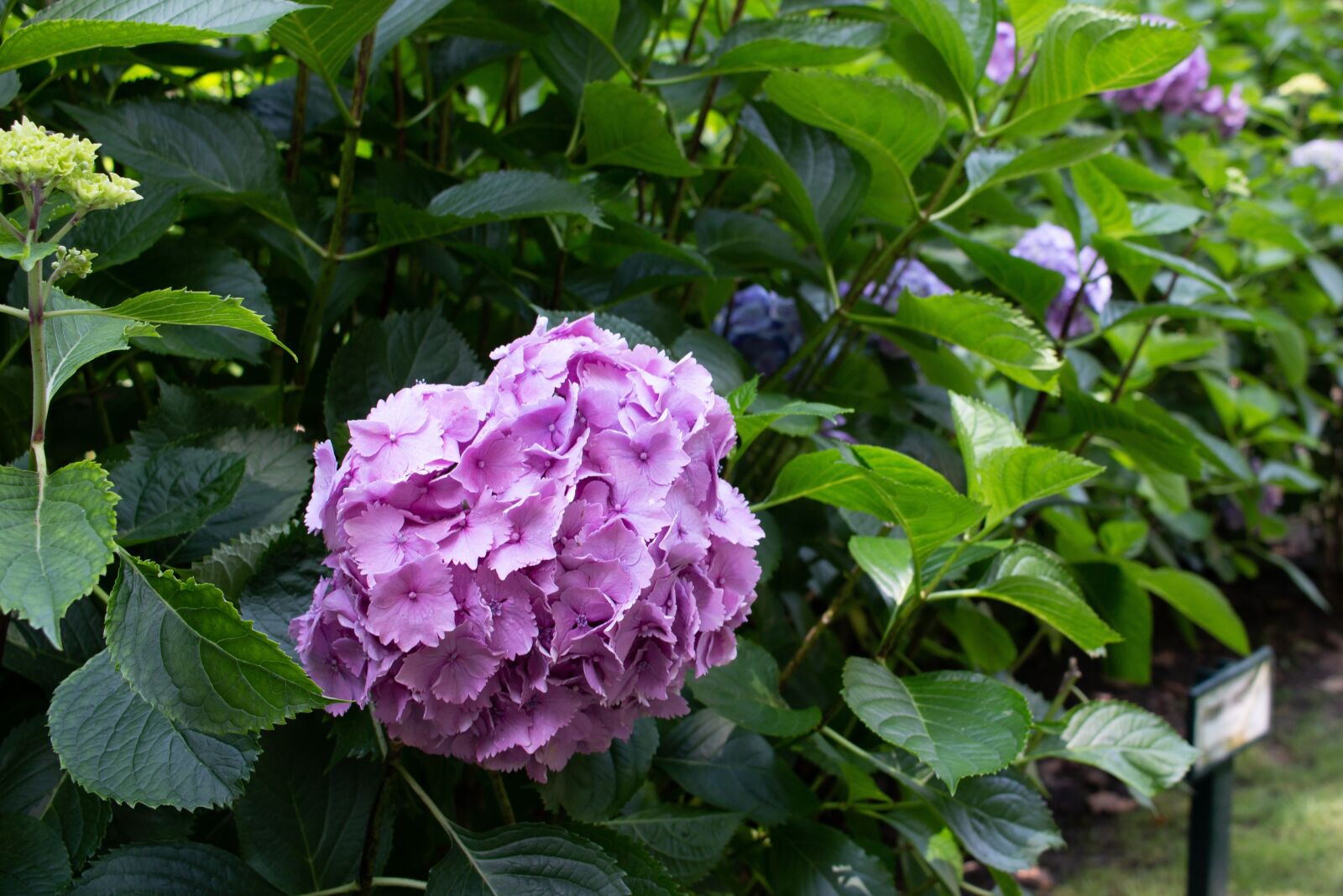 Canon EF-S 24mm F2.8 STM sample photo. Hydrangea, flower, pink photography