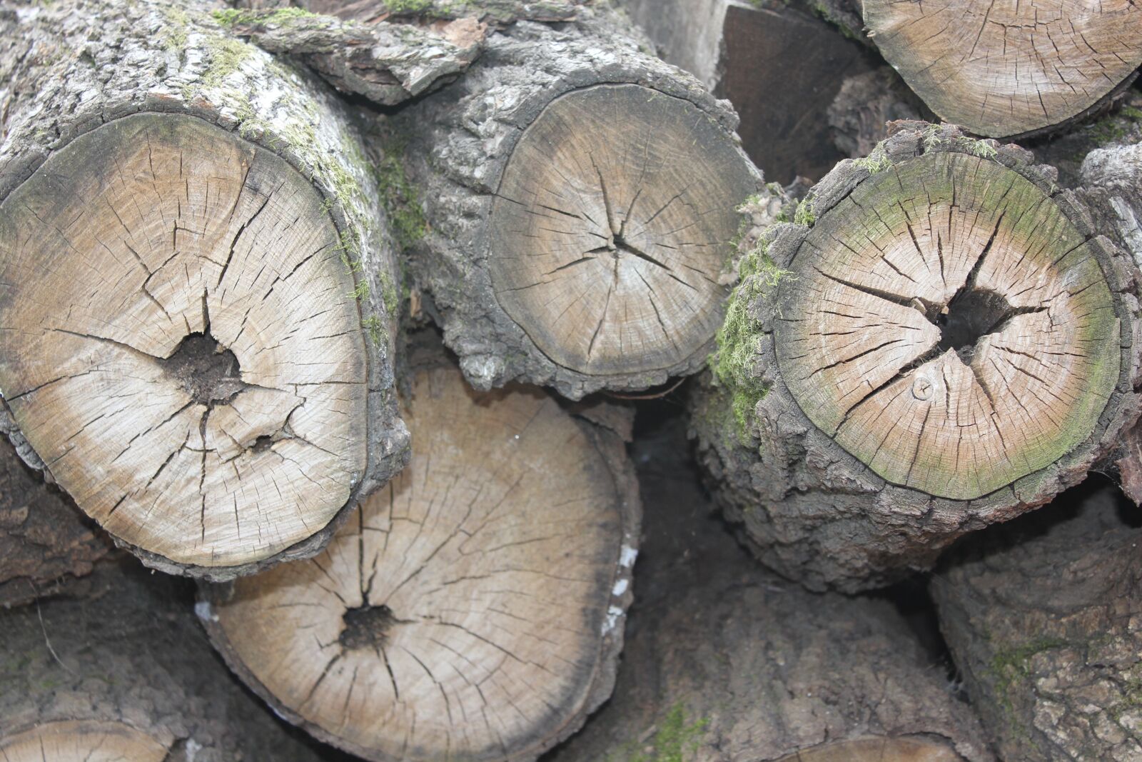 Canon EOS 550D (EOS Rebel T2i / EOS Kiss X4) sample photo. Log, annual zone, firewood photography