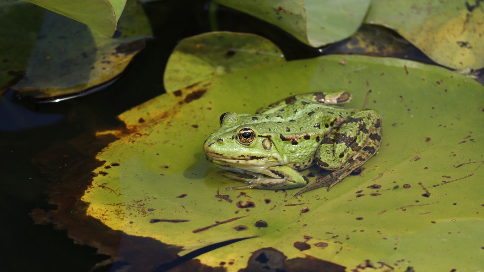 Canon EOS M50 (EOS Kiss M) + Canon EF-M 55-200mm F4.5-6.3 IS STM sample photo. The frog, amphibian, water photography