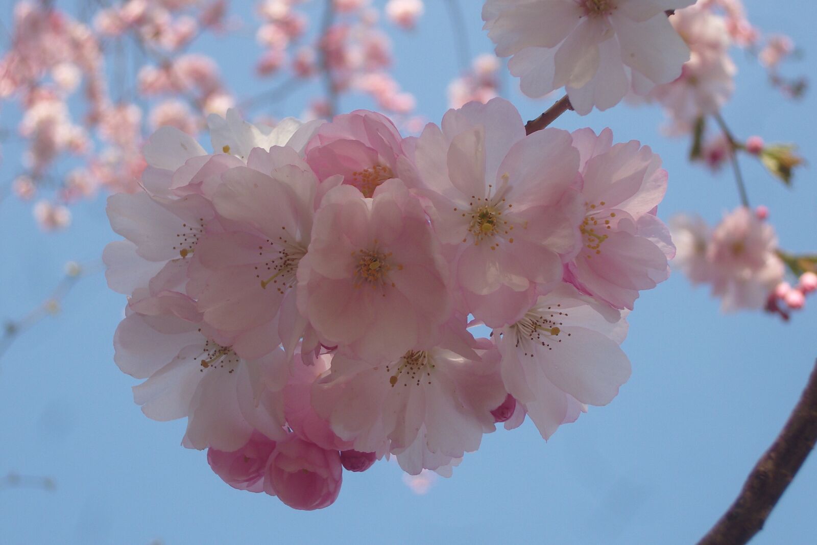 Samsung NV8 , VLUU NV8 sample photo. Flowers, spring, nature photography