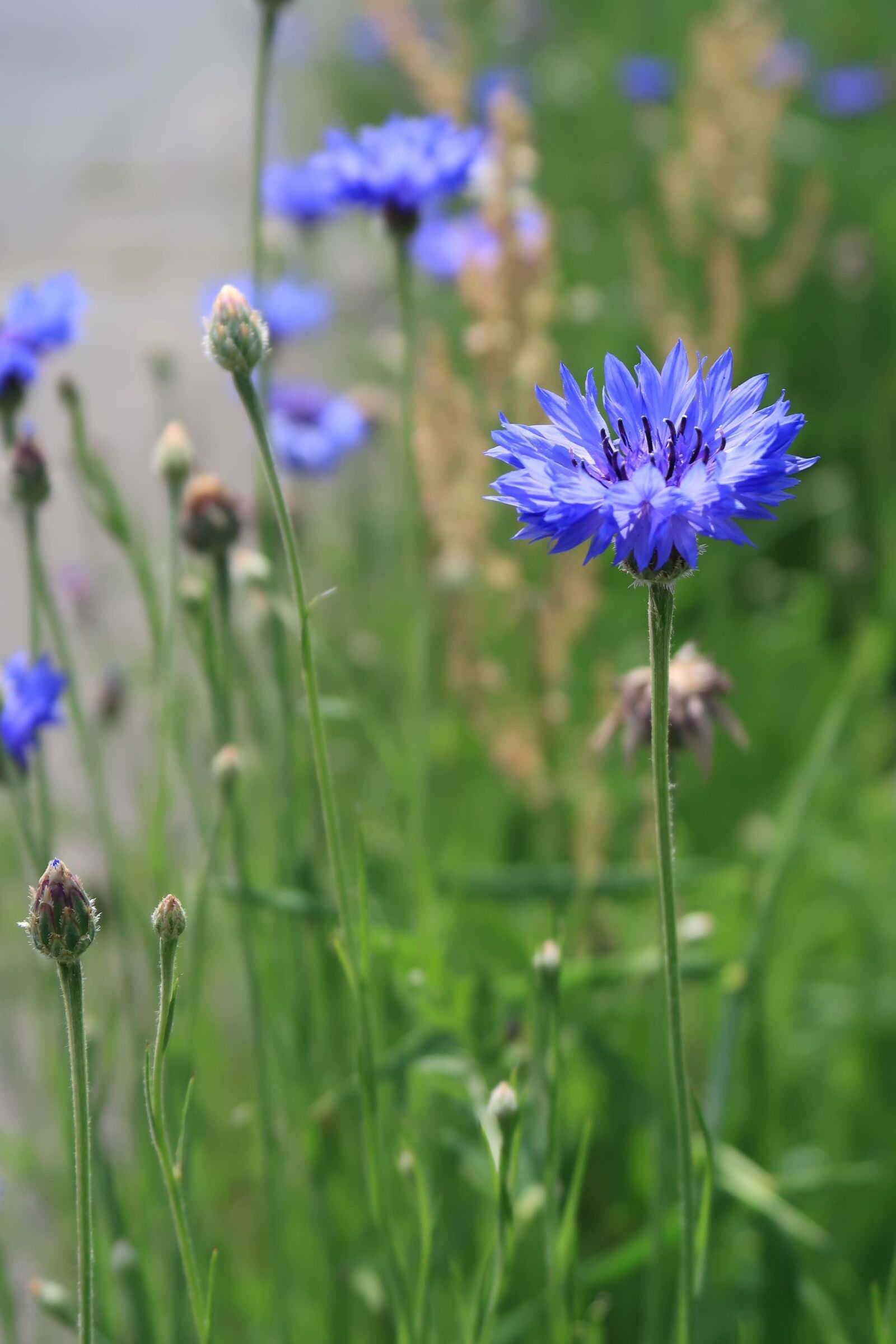 Canon PowerShot G7 X Mark II sample photo. Natural, flowers, field photography