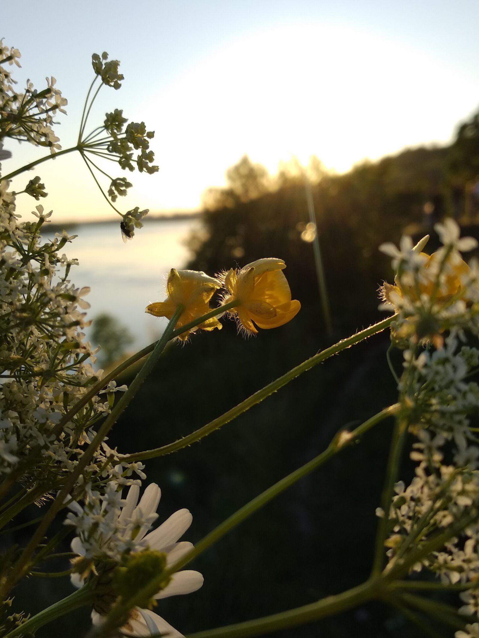 Xiaomi Mi A1 sample photo. Flowers, flower, plants photography