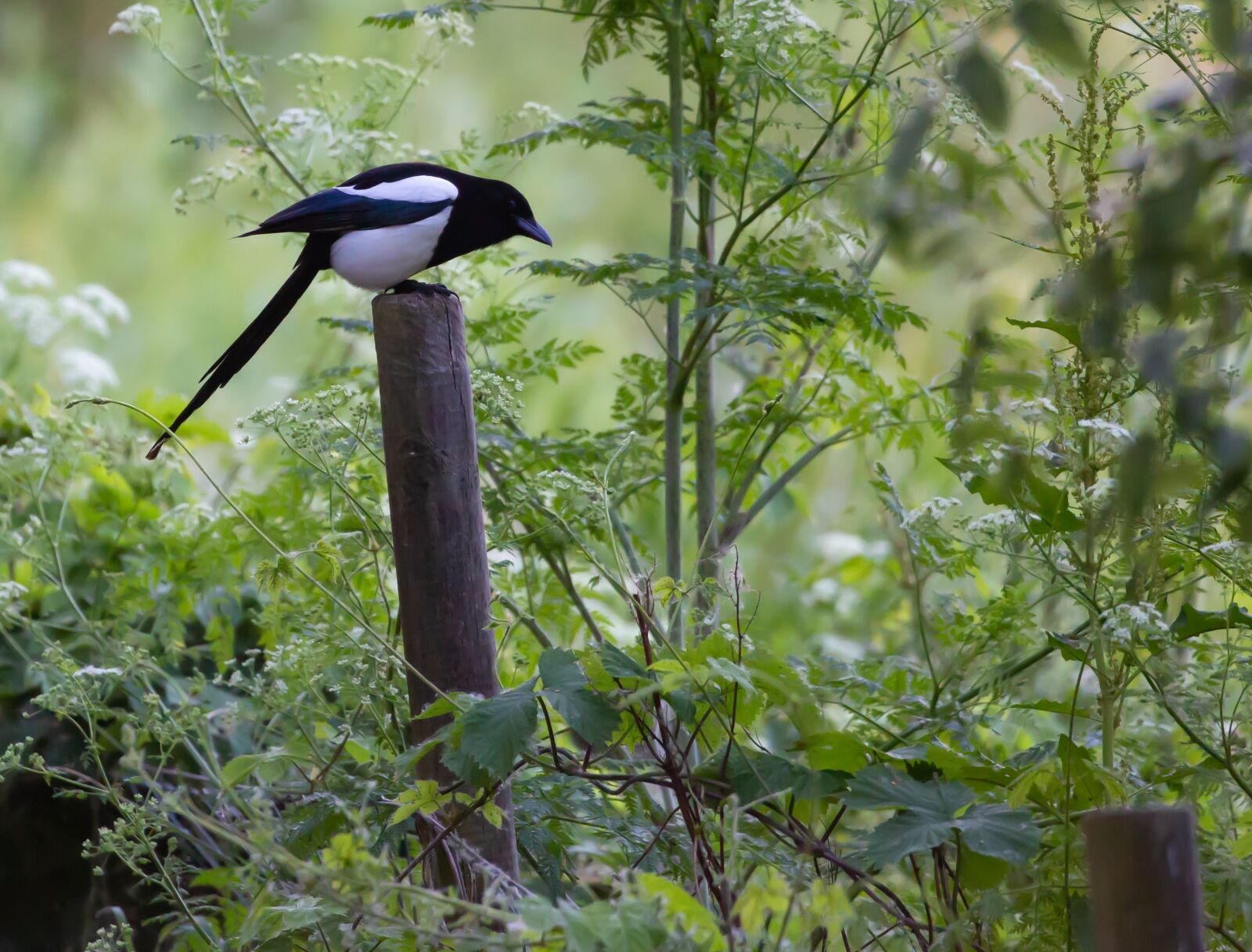 Canon EOS 5D Mark III sample photo. Magpie, tree, black photography