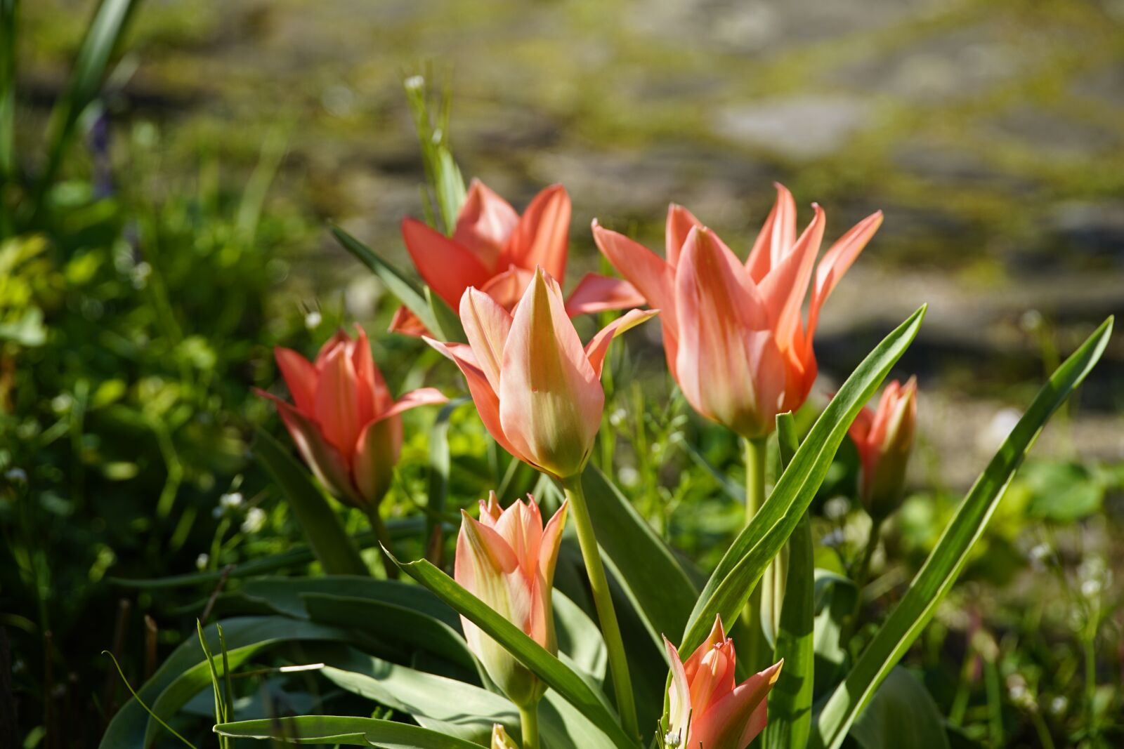 Sony a7R II + Sony E PZ 18-105mm F4 G OSS sample photo. Tulips, red, spring photography
