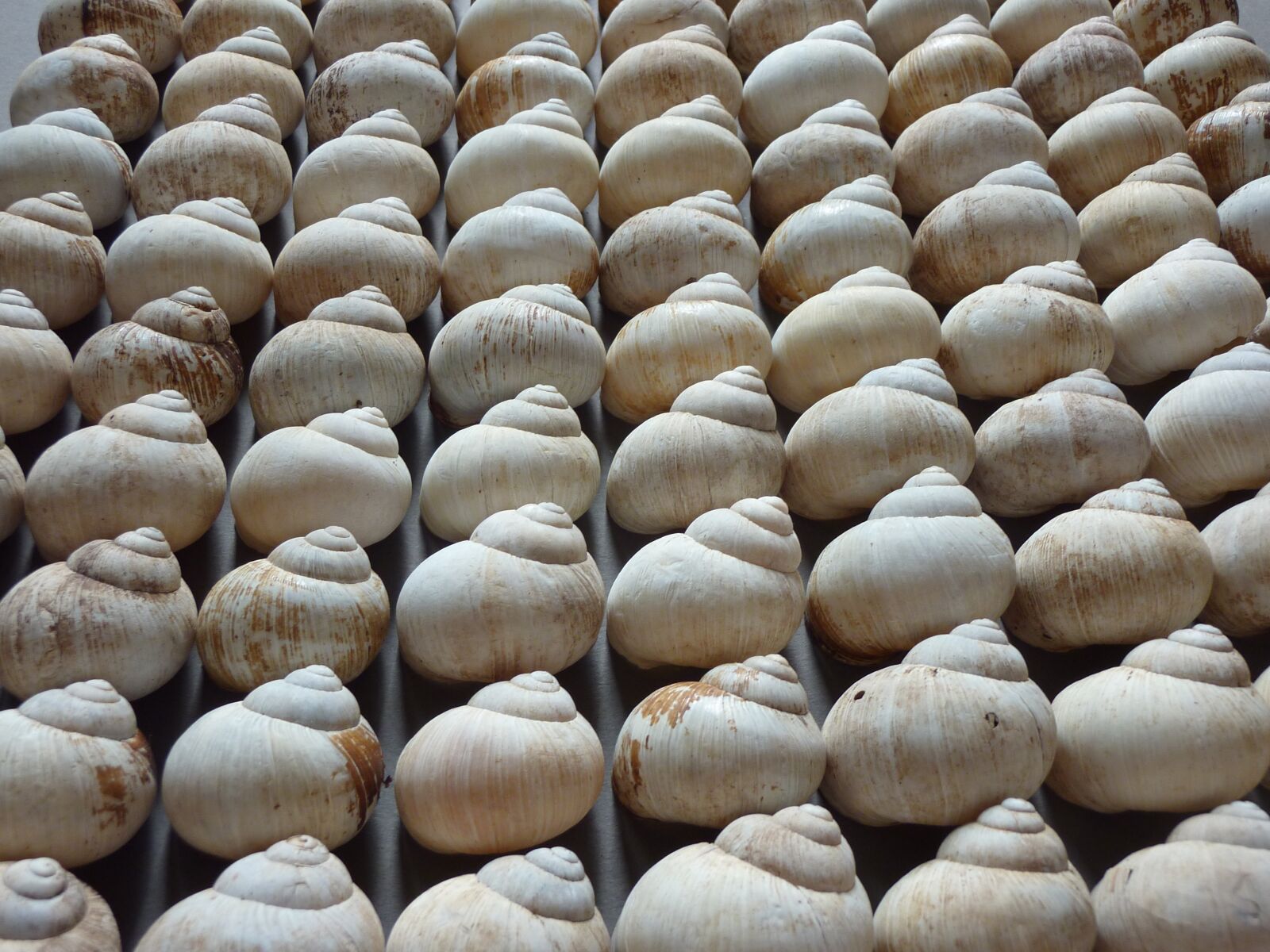 Panasonic DMC-TZ7 sample photo. Snails, houses, army photography