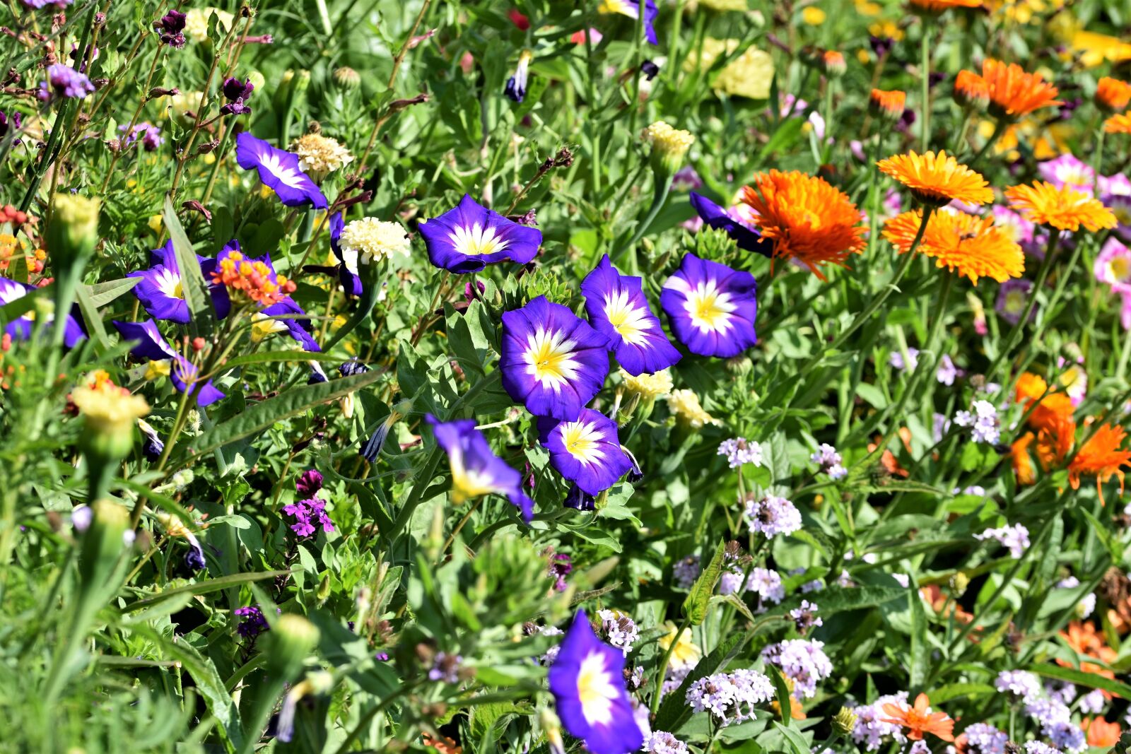 Nikon D7200 sample photo. Flower meadow, flower, blossom photography