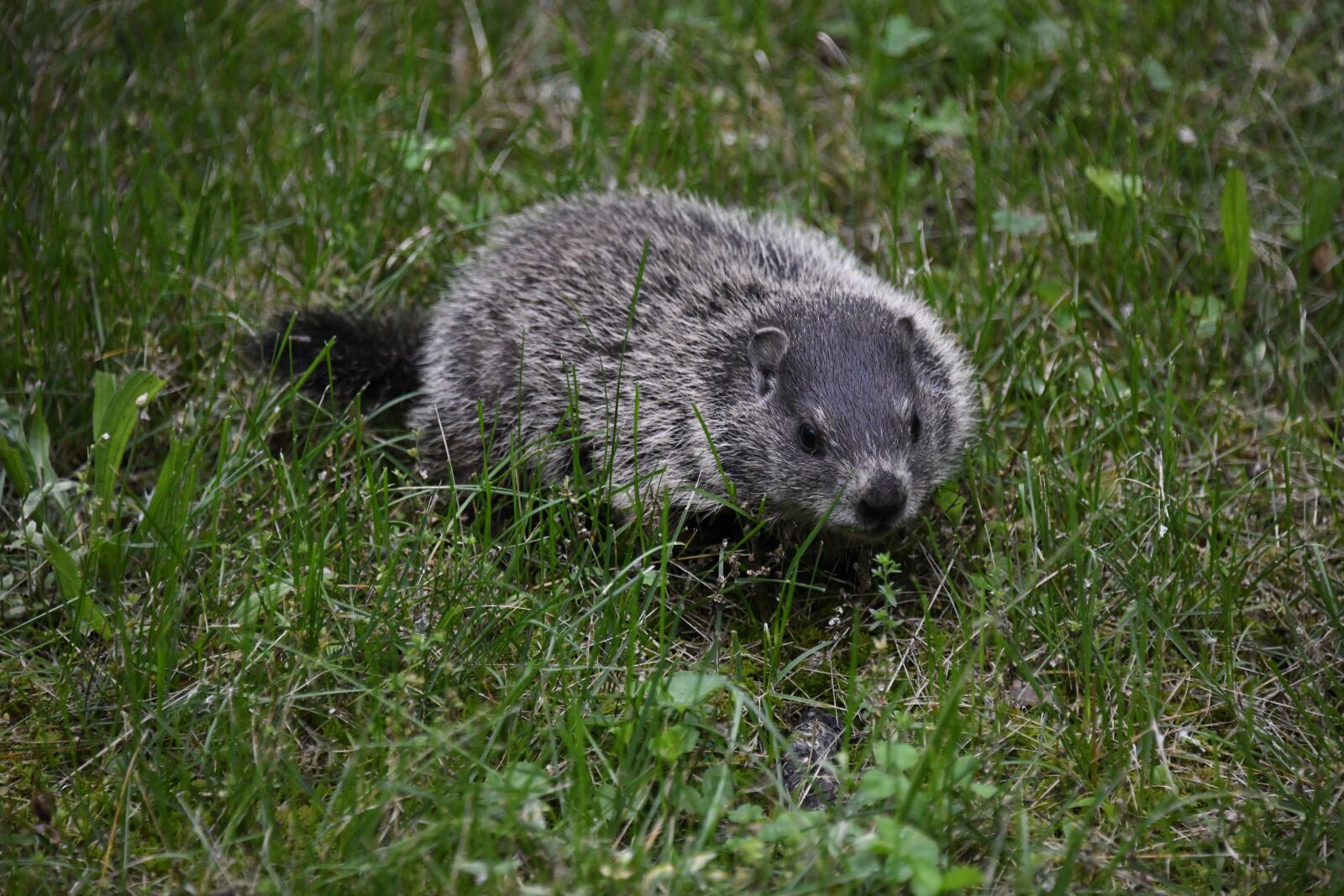 Nikon D850 sample photo. Groundhog, woodchucks, rodent photography