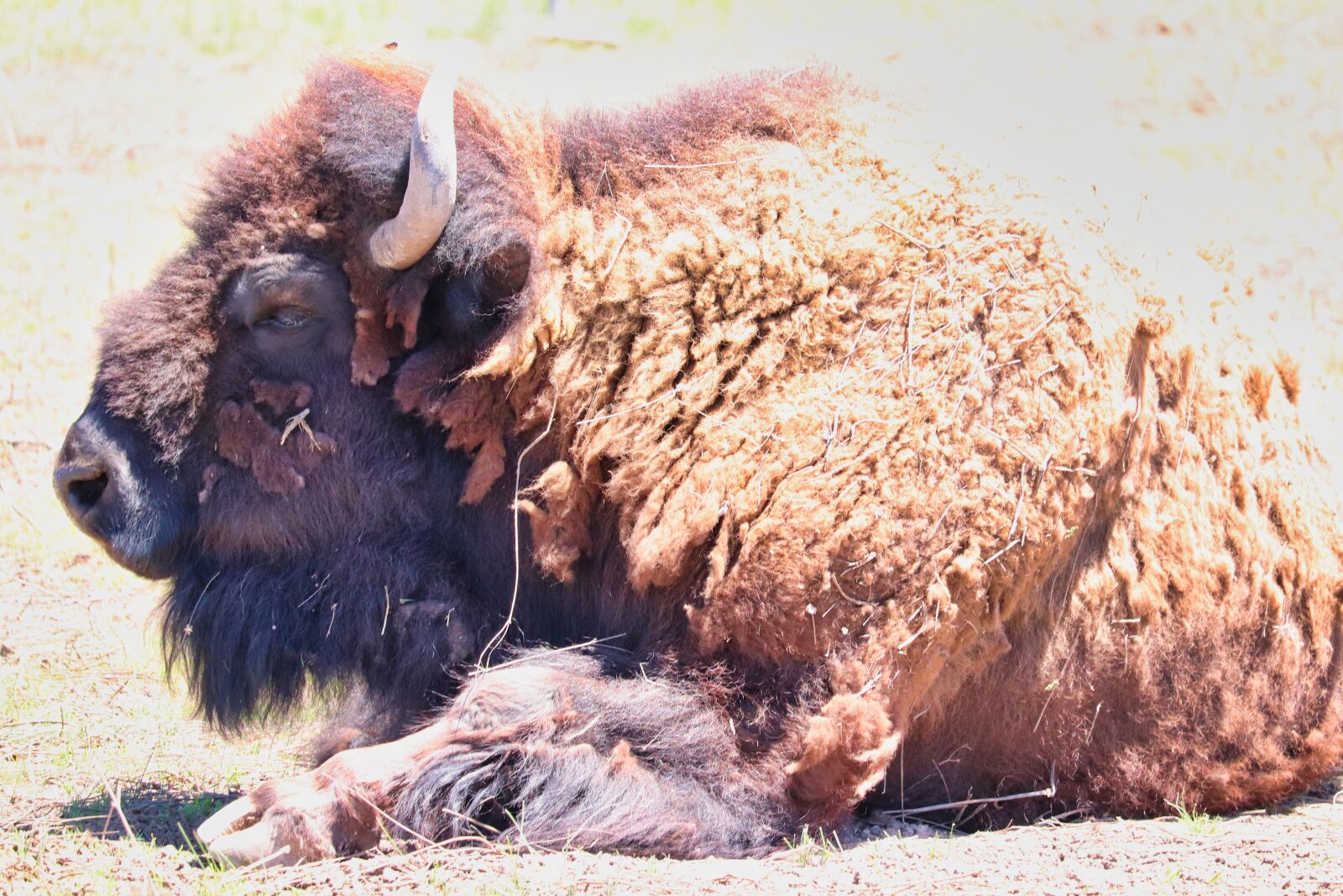 Canon EOS 200D (EOS Rebel SL2 / EOS Kiss X9) sample photo. Bison, grass, buffalo photography