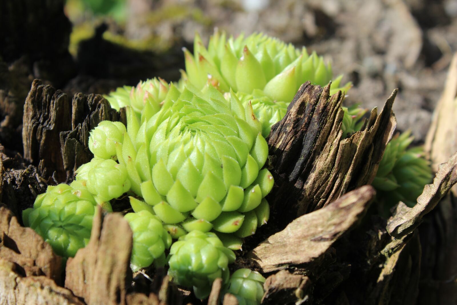 Canon EOS 1200D (EOS Rebel T5 / EOS Kiss X70 / EOS Hi) sample photo. Houseleek, plant, log photography