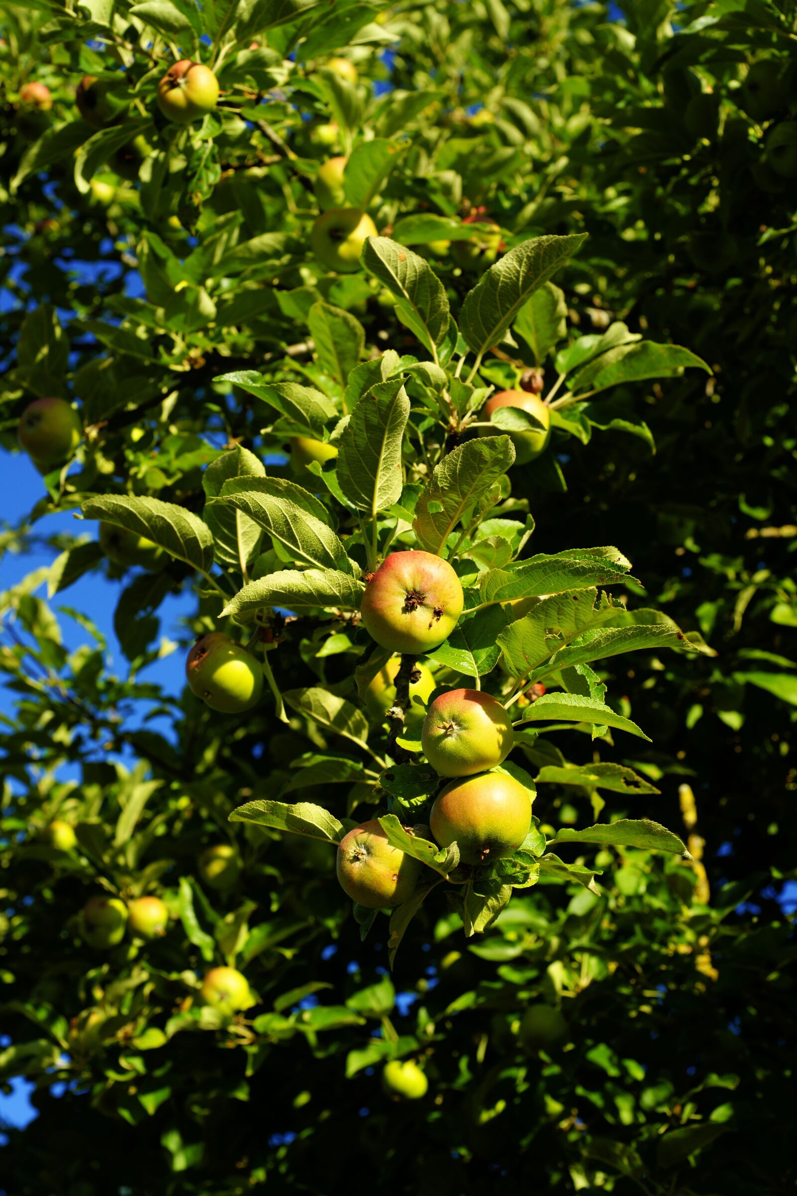 Sony Alpha DSLR-A900 sample photo. Apple, apple tree, garden photography