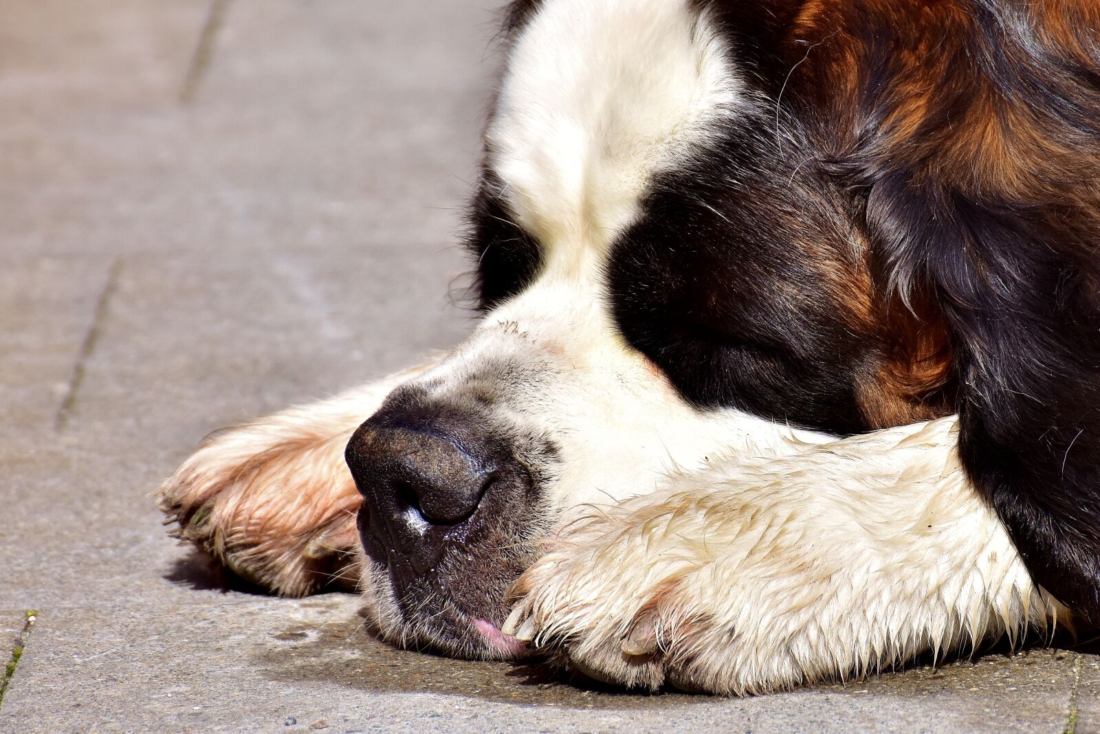 Nikon D7200 sample photo. Dog, st bernard, sleep photography
