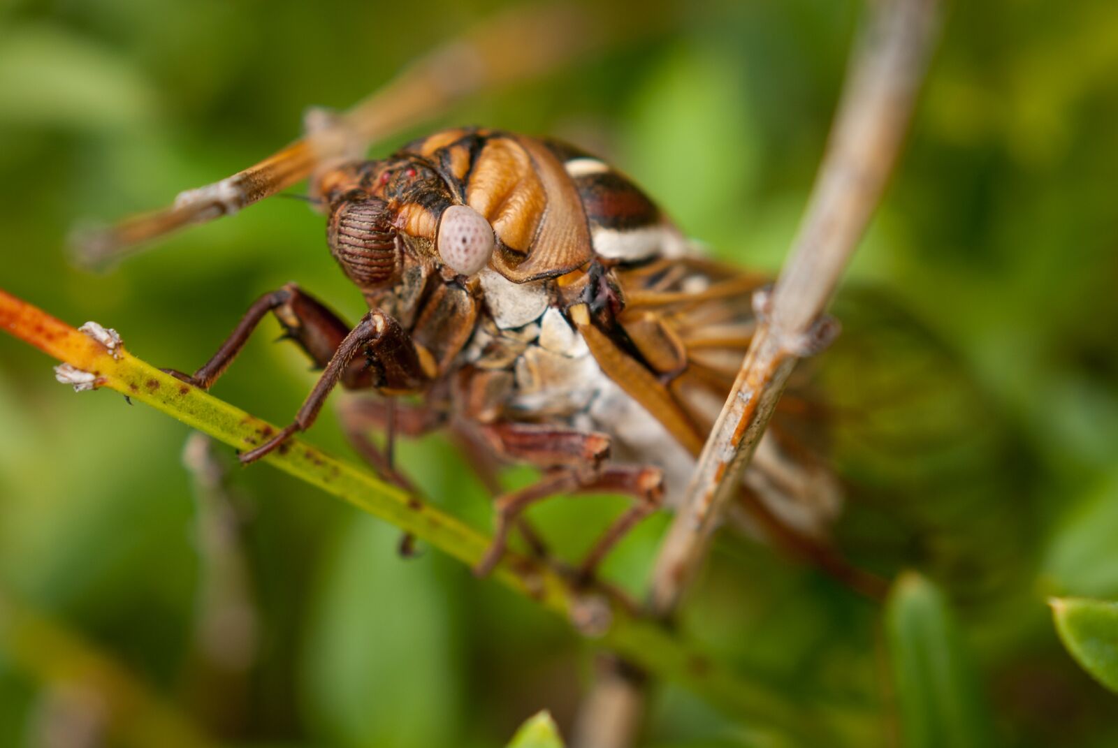 Nikon D200 sample photo. Cicada, bug, insect photography