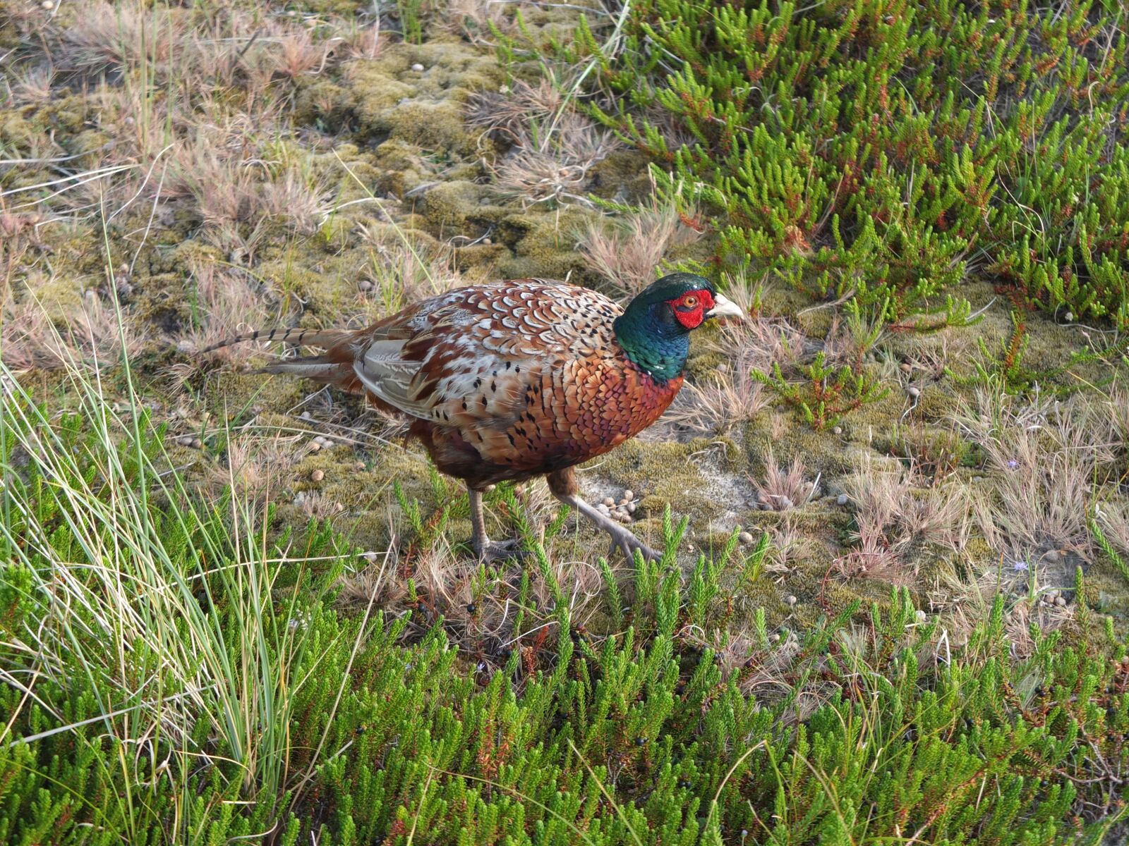Fujifilm X10 sample photo. Pheasant, bird, plumage photography