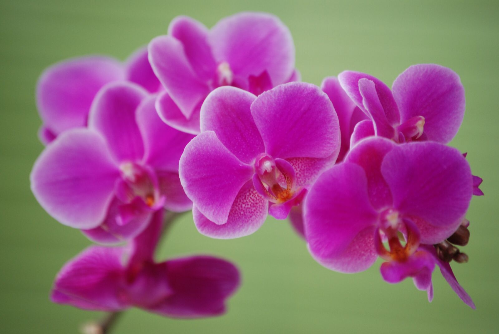 Nikon D80 sample photo. Flowers, i, nature photography