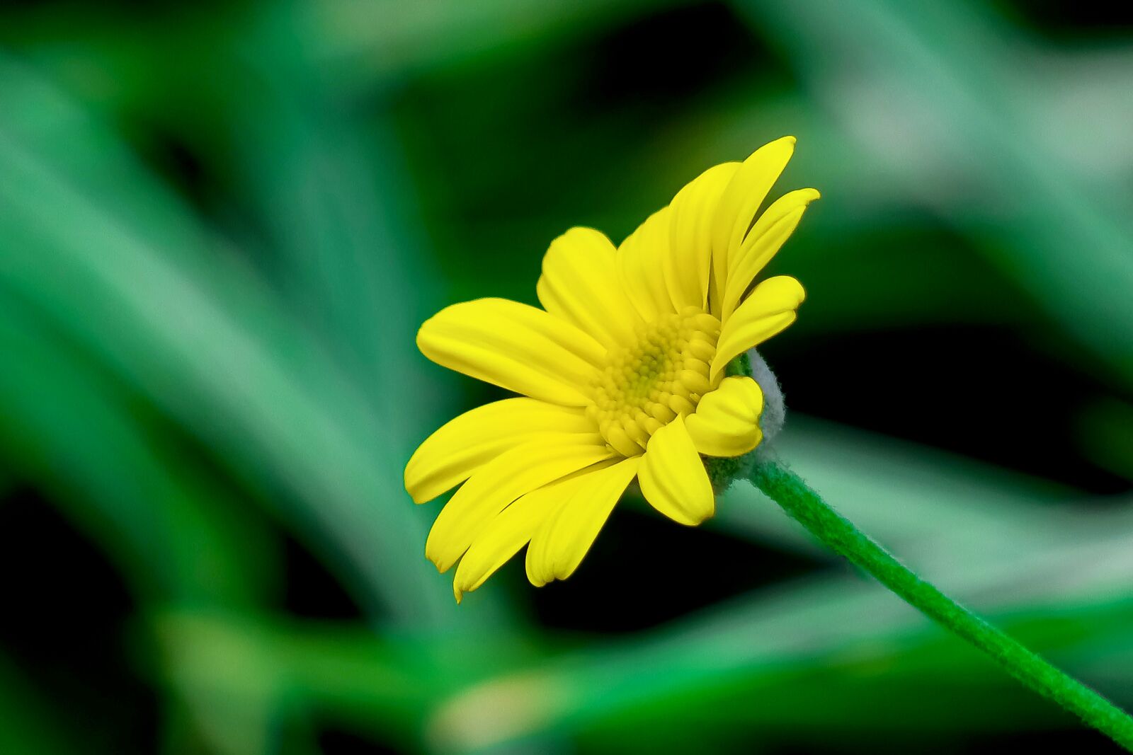 Canon PowerShot G3 X sample photo. Plant, nature, flower photography