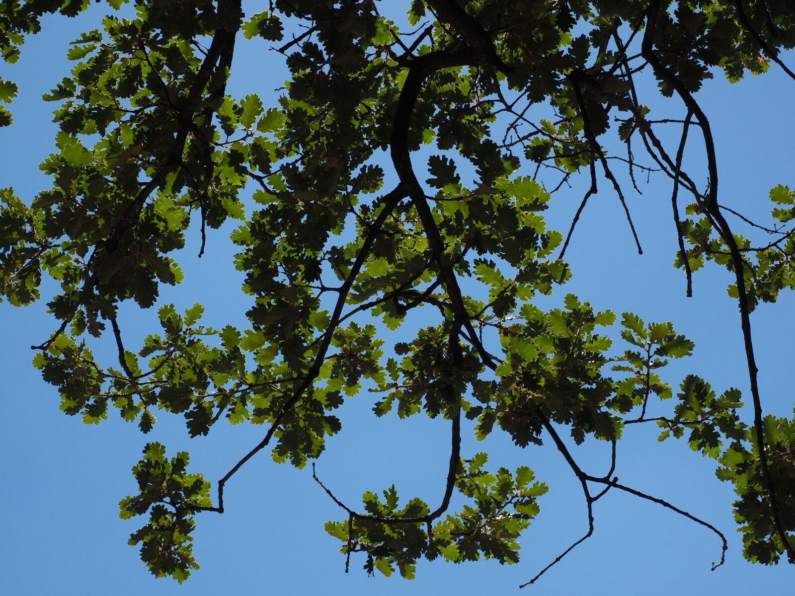 Olympus OM-D E-M1 + Olympus M.Zuiko Digital ED 12-40mm F2.8 Pro sample photo. Oak leaves, aesthetic, branches photography
