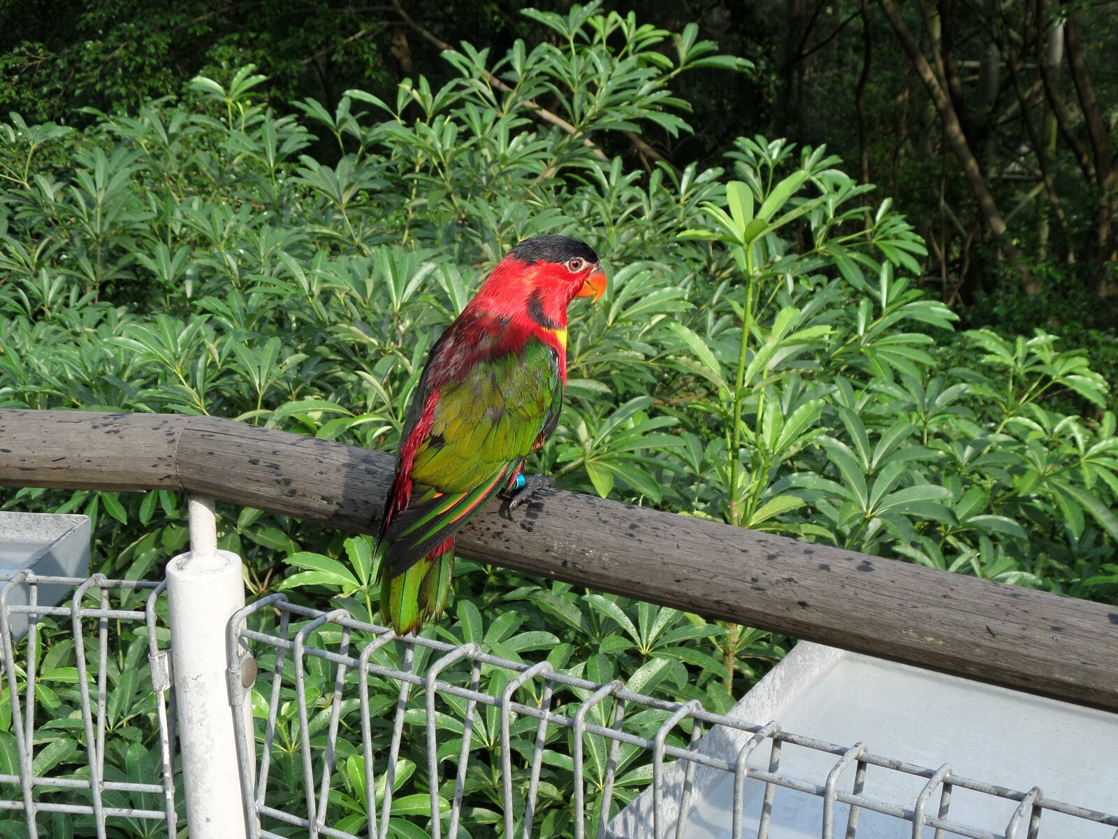 Samsung WB30F/WB31F/WB32F sample photo. Parrot, black cap lorikeet photography