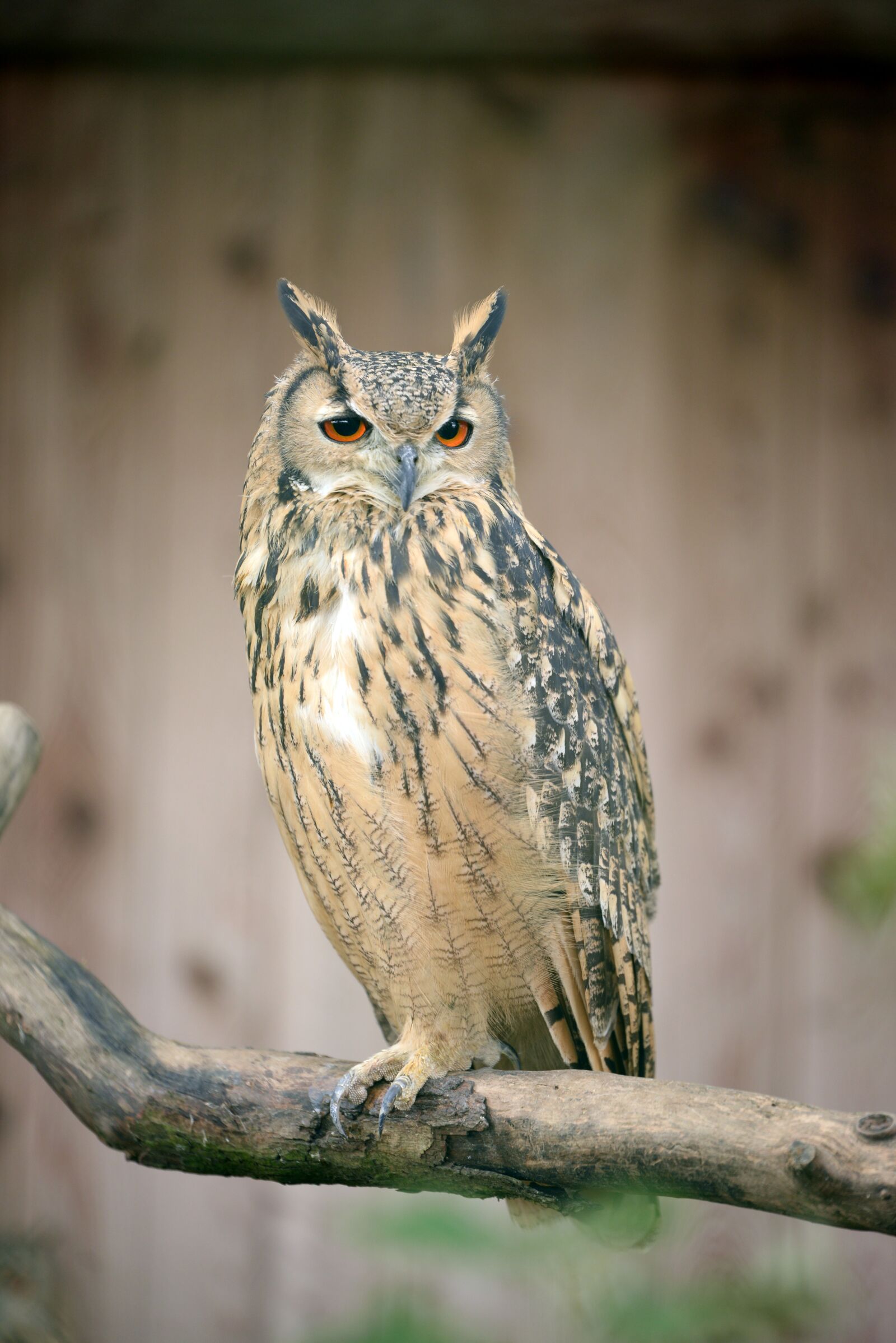 Nikon D610 sample photo. Bubo bubo, owl, sitting photography