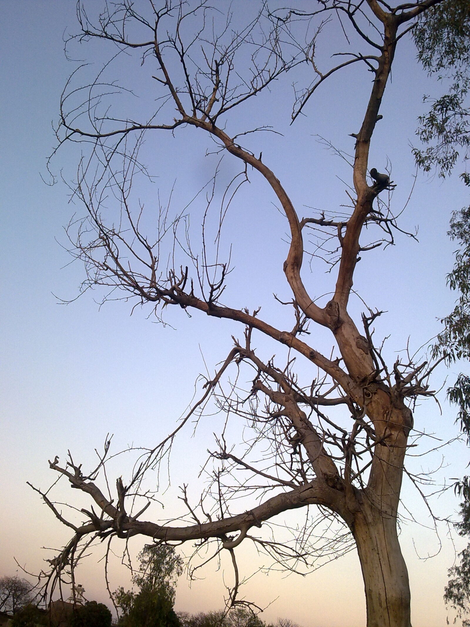 Nokia X6-00 sample photo. Nature, tree photography