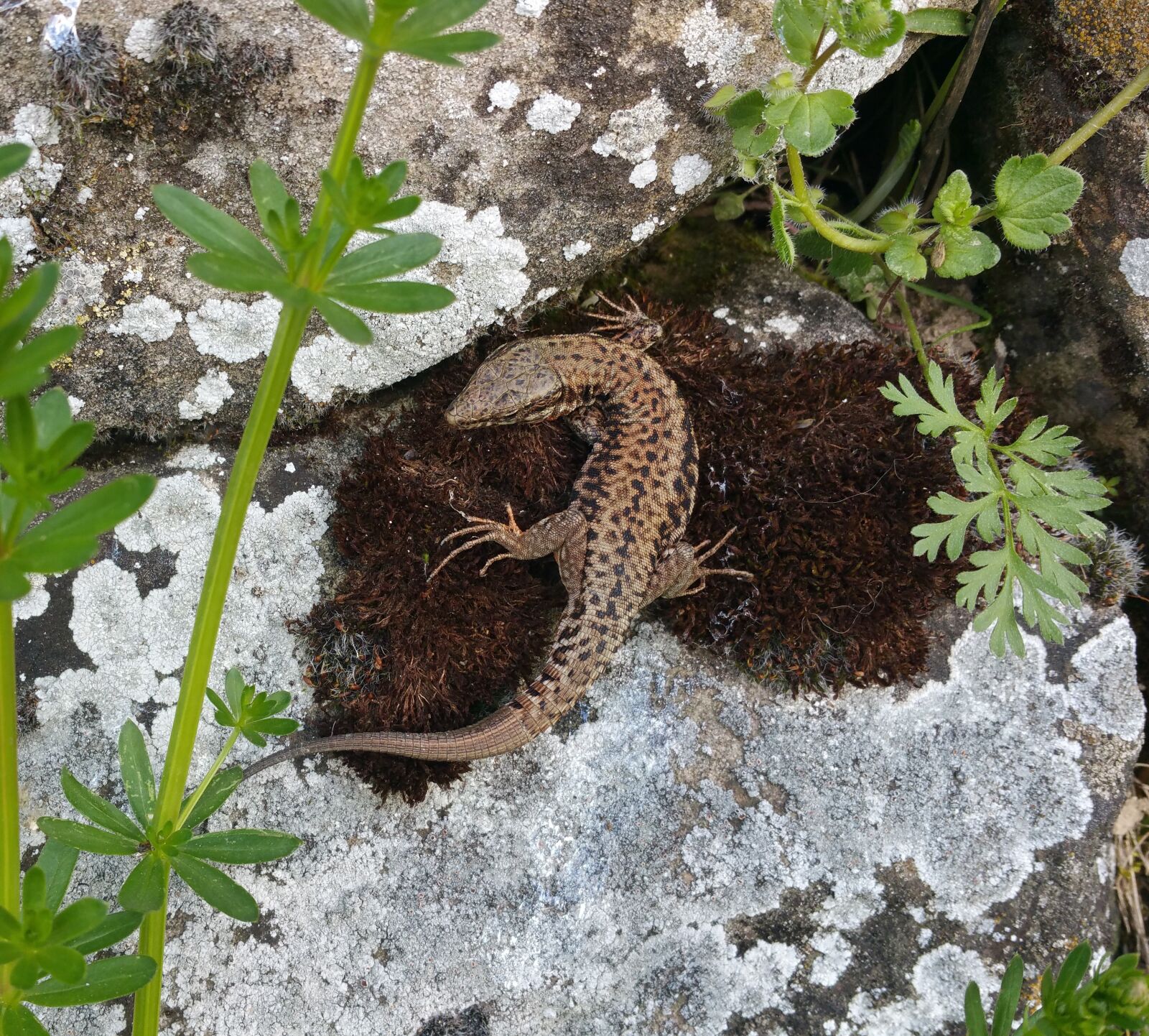 Samsung Galaxy Note4 sample photo. Lizard, nature, reptile photography