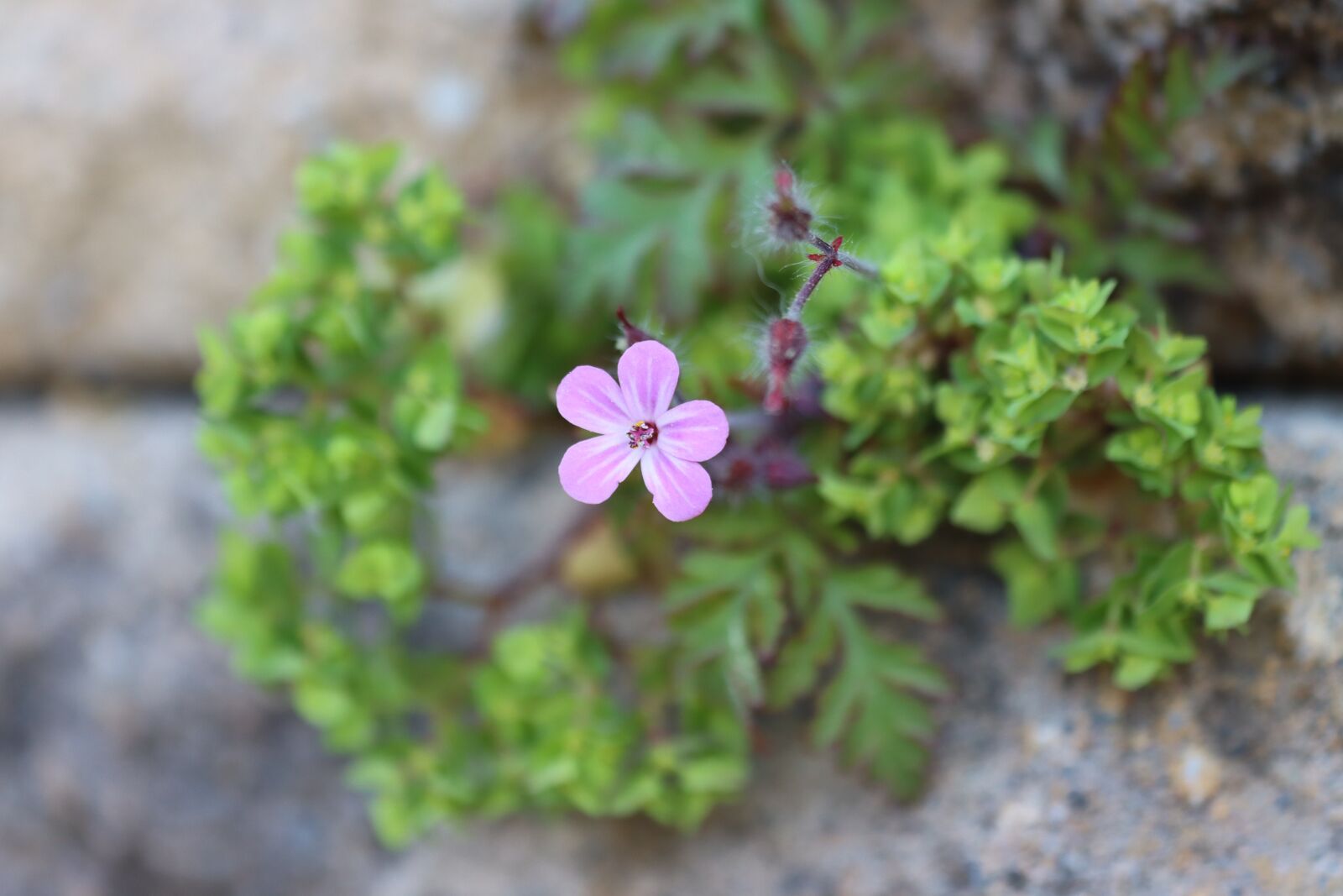 Canon EOS 90D sample photo. Flower, wall, nature photography