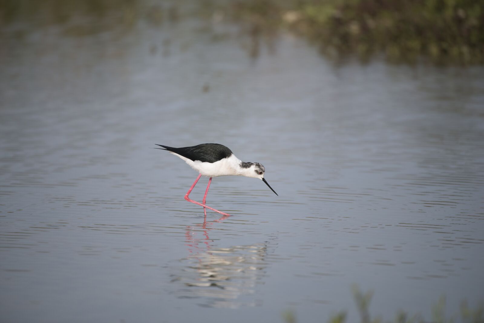 Nikon D800 sample photo. Stilt, bird, field birds photography