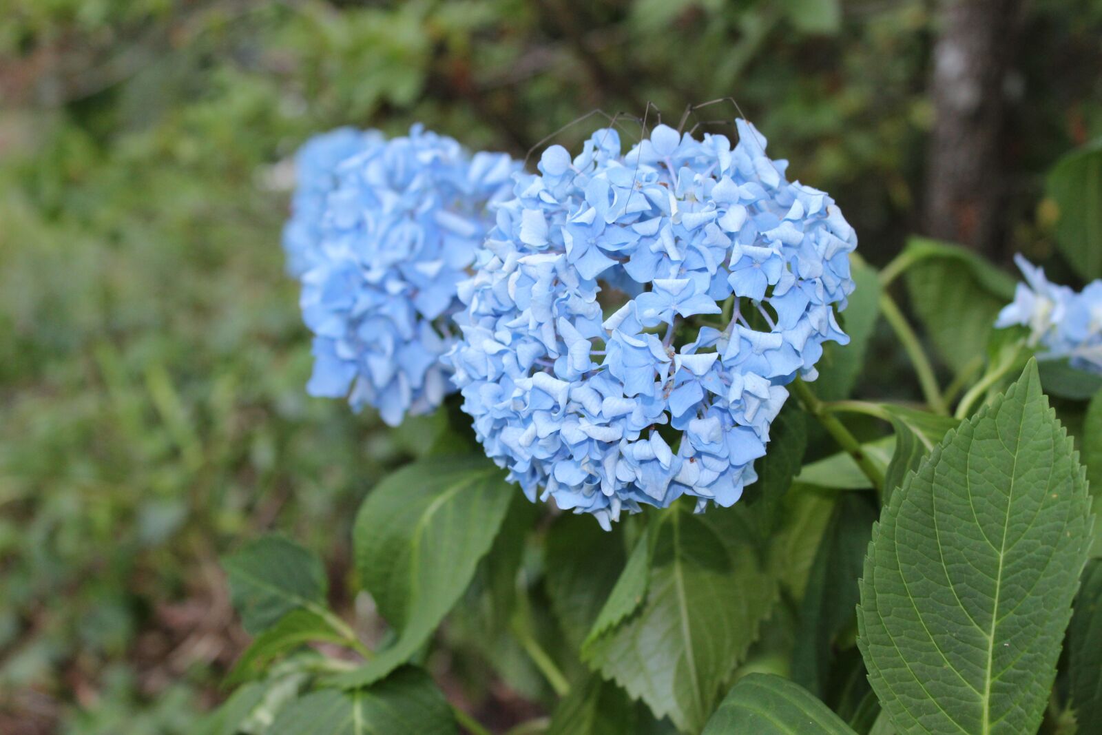 Canon EOS 1200D (EOS Rebel T5 / EOS Kiss X70 / EOS Hi) sample photo. Hydrangea, blue, summer photography