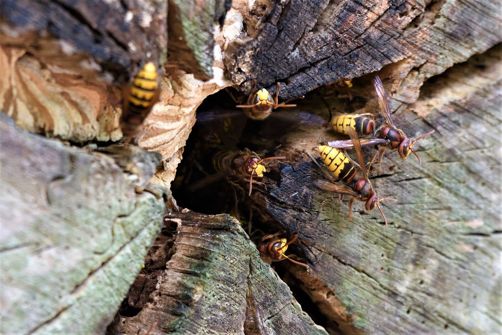 Nikon D500 sample photo. Vespa crabro, hornet, wasp photography