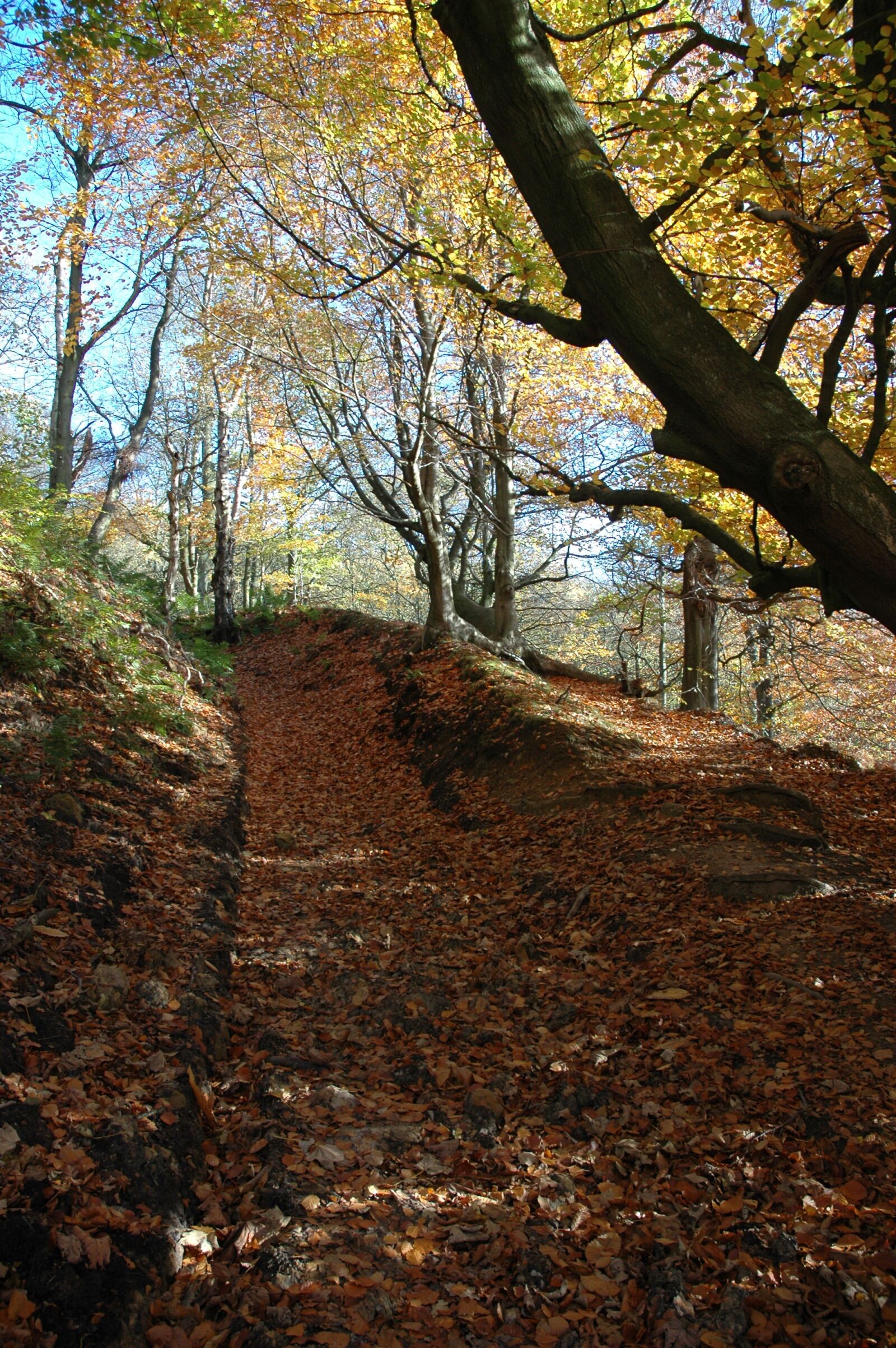 Nikon D70 sample photo. Autumn colours, track, woods photography