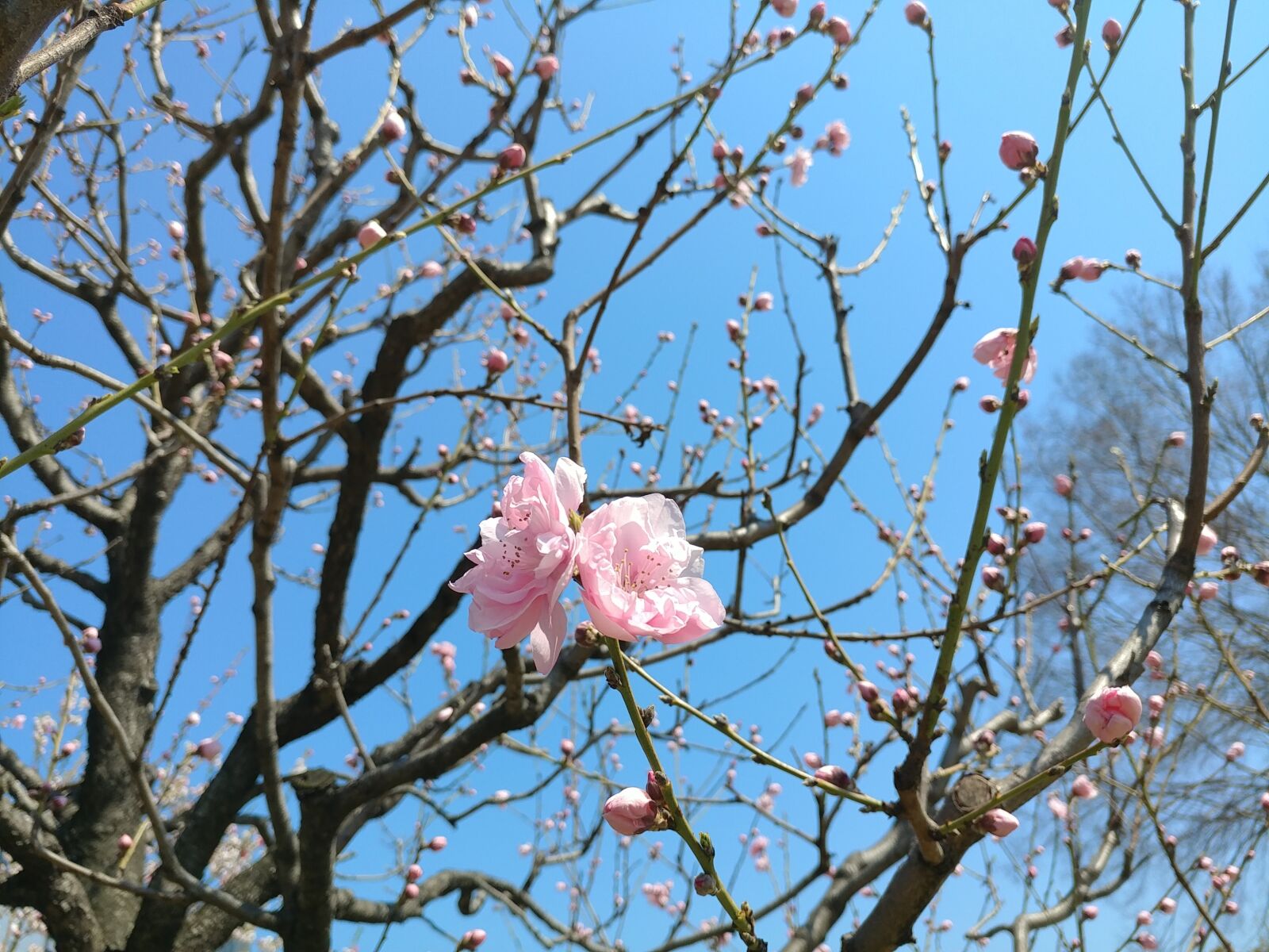 LG V20 sample photo. Cherry blossom, spring, flower photography