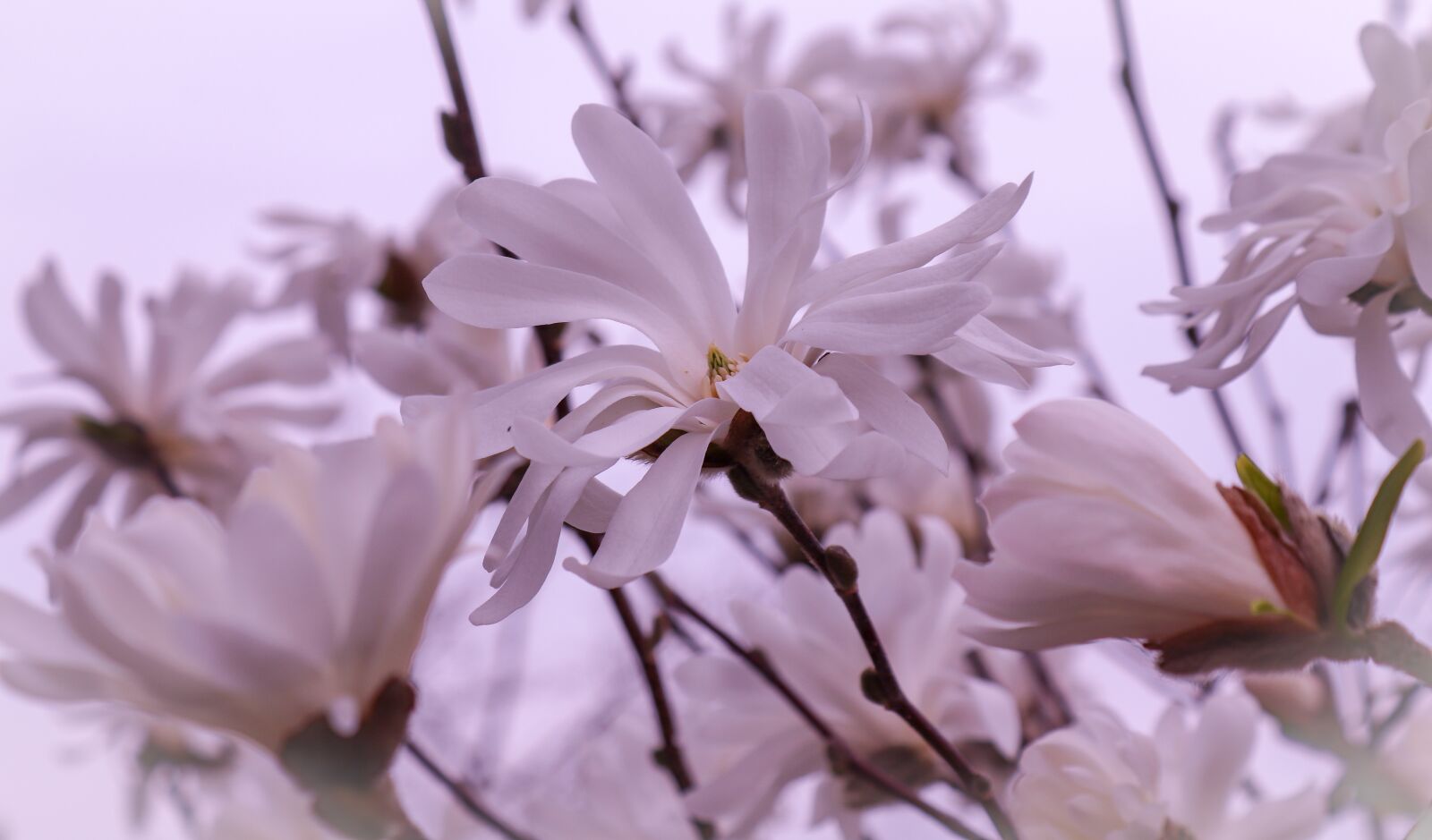 Canon EOS 200D (EOS Rebel SL2 / EOS Kiss X9) sample photo. Magnolia, plant, nature photography
