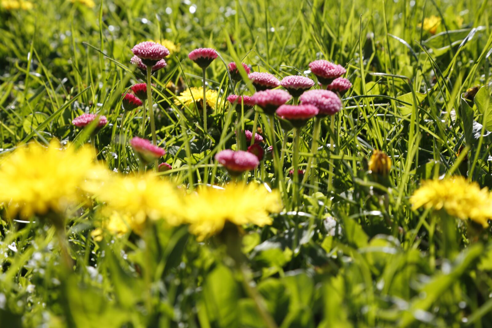 Canon EF 24-105mm F4L IS USM sample photo. Flowers, dandelion, yellow photography