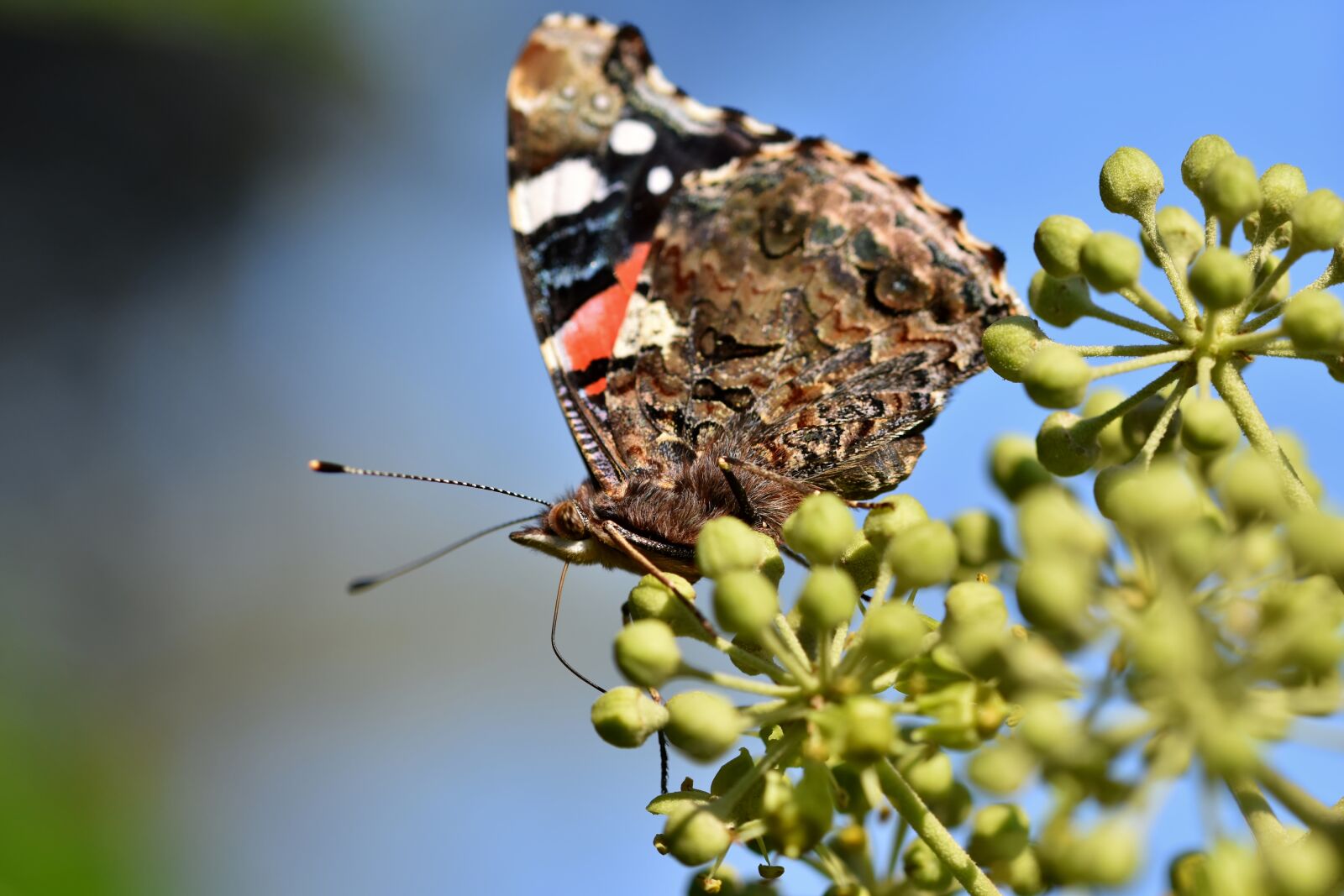 Nikon D7200 sample photo. Butterfly, admiral, sprinkle photography