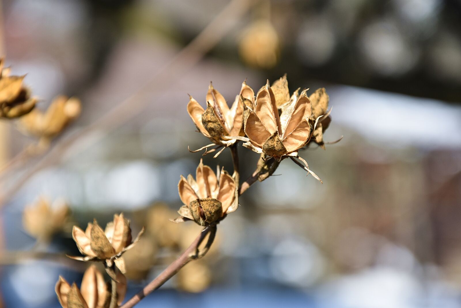 Nikon D3400 sample photo. Nature, plant, leaf photography