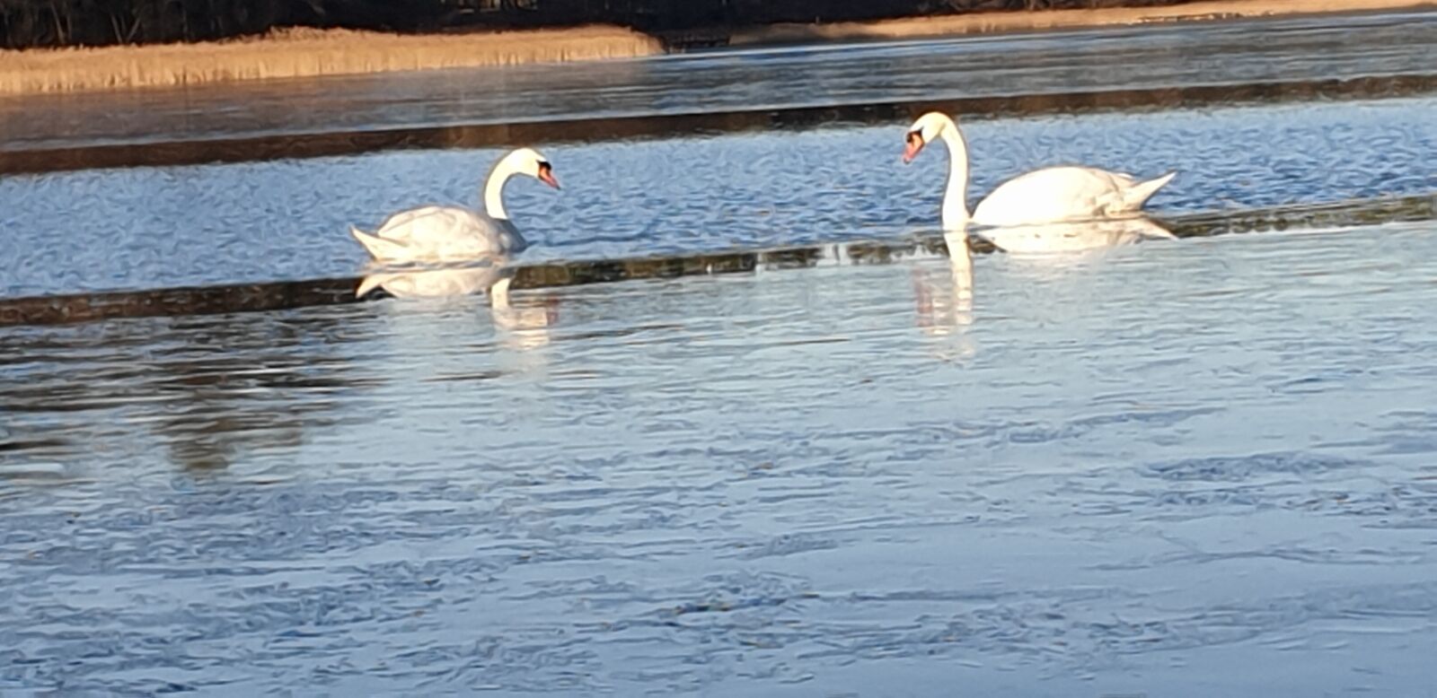 Samsung Galaxy S9 sample photo. Swans, lake, nature photography
